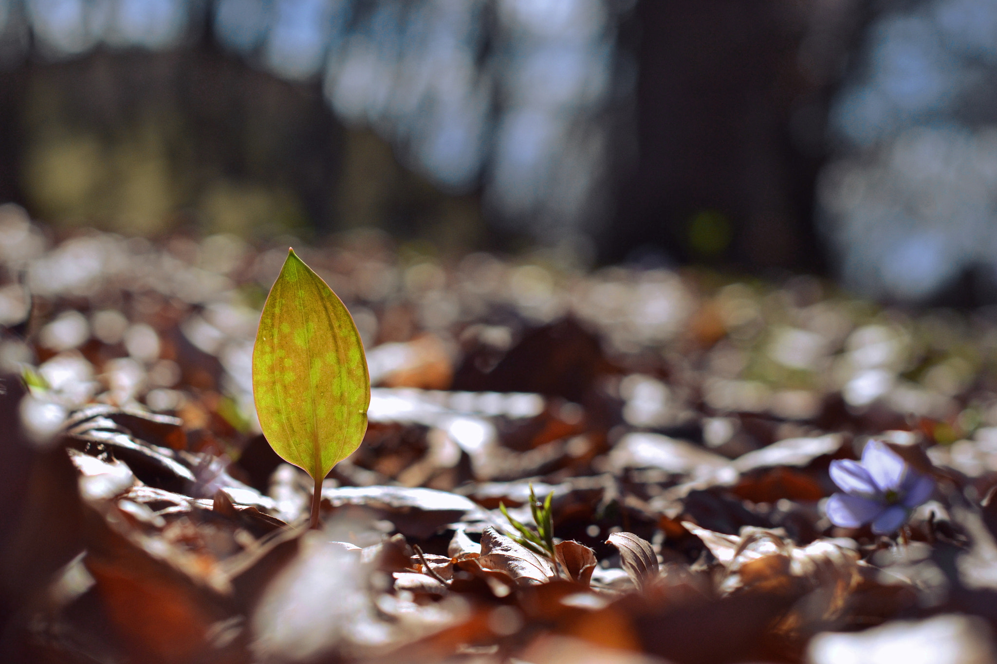 Nikon D3100 + Nikon AF-S Nikkor 50mm F1.4G sample photo. Frunza photography