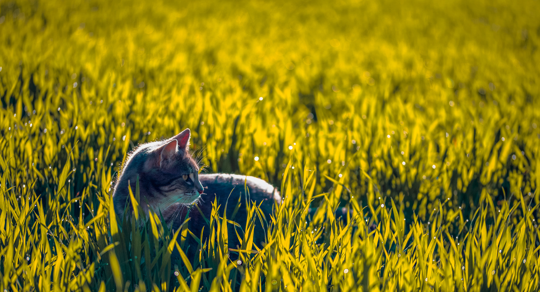 Sigma 105mm F2.8 EX DG OS HSM sample photo. Ready for hunting... photography