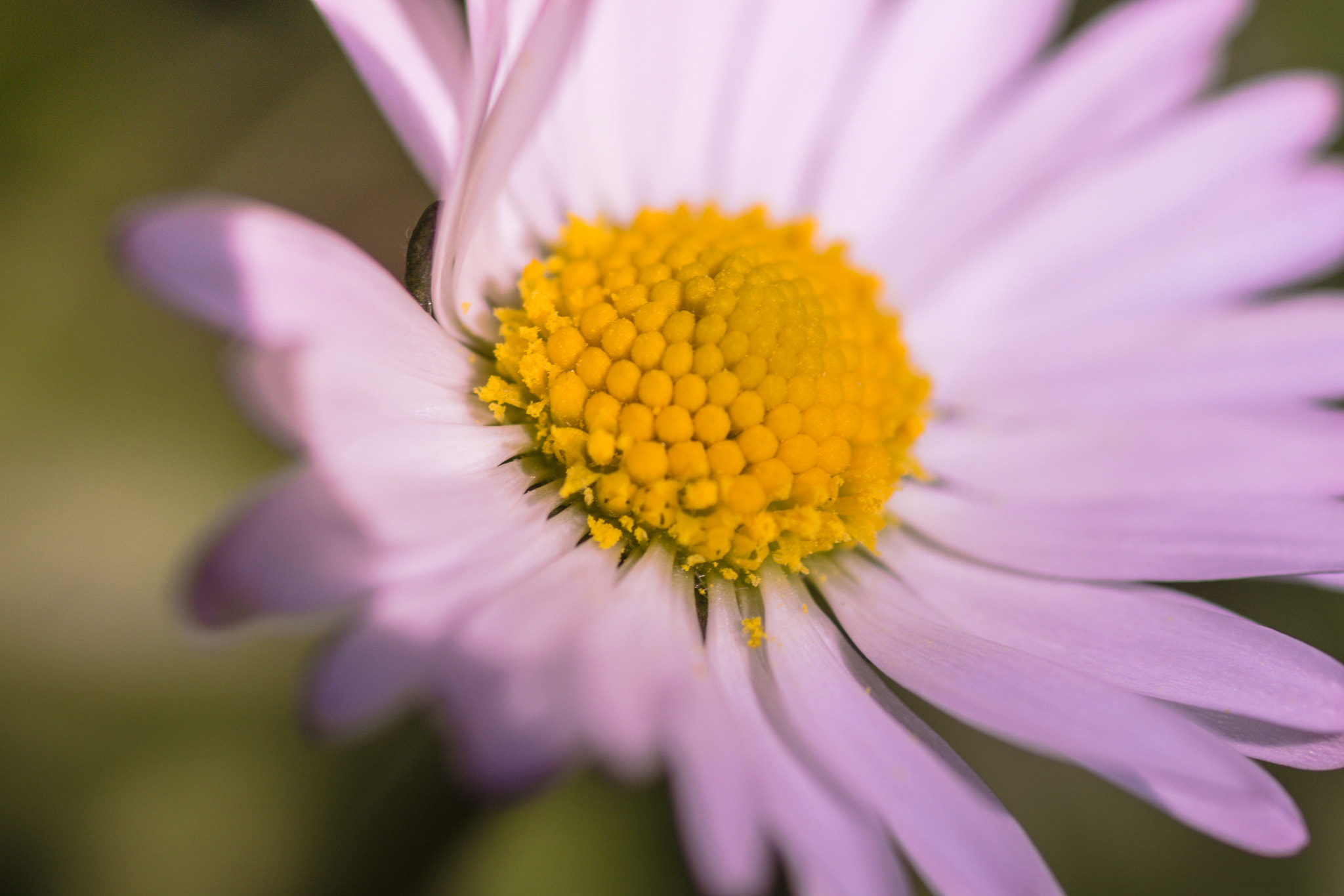 Canon EOS 700D (EOS Rebel T5i / EOS Kiss X7i) + Tamron SP AF 90mm F2.8 Di Macro sample photo. Flower photography