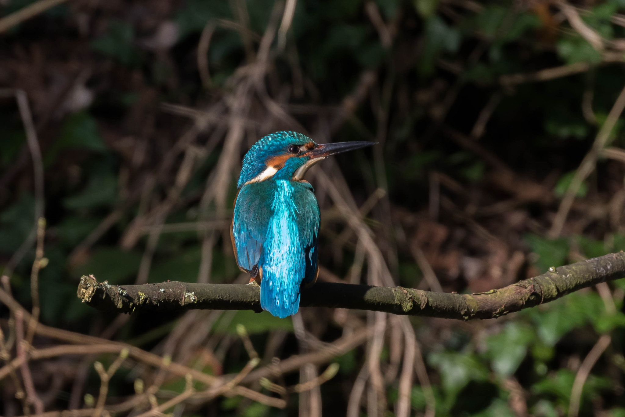 Canon EOS 760D (EOS Rebel T6s / EOS 8000D) sample photo. Kingfisher photography