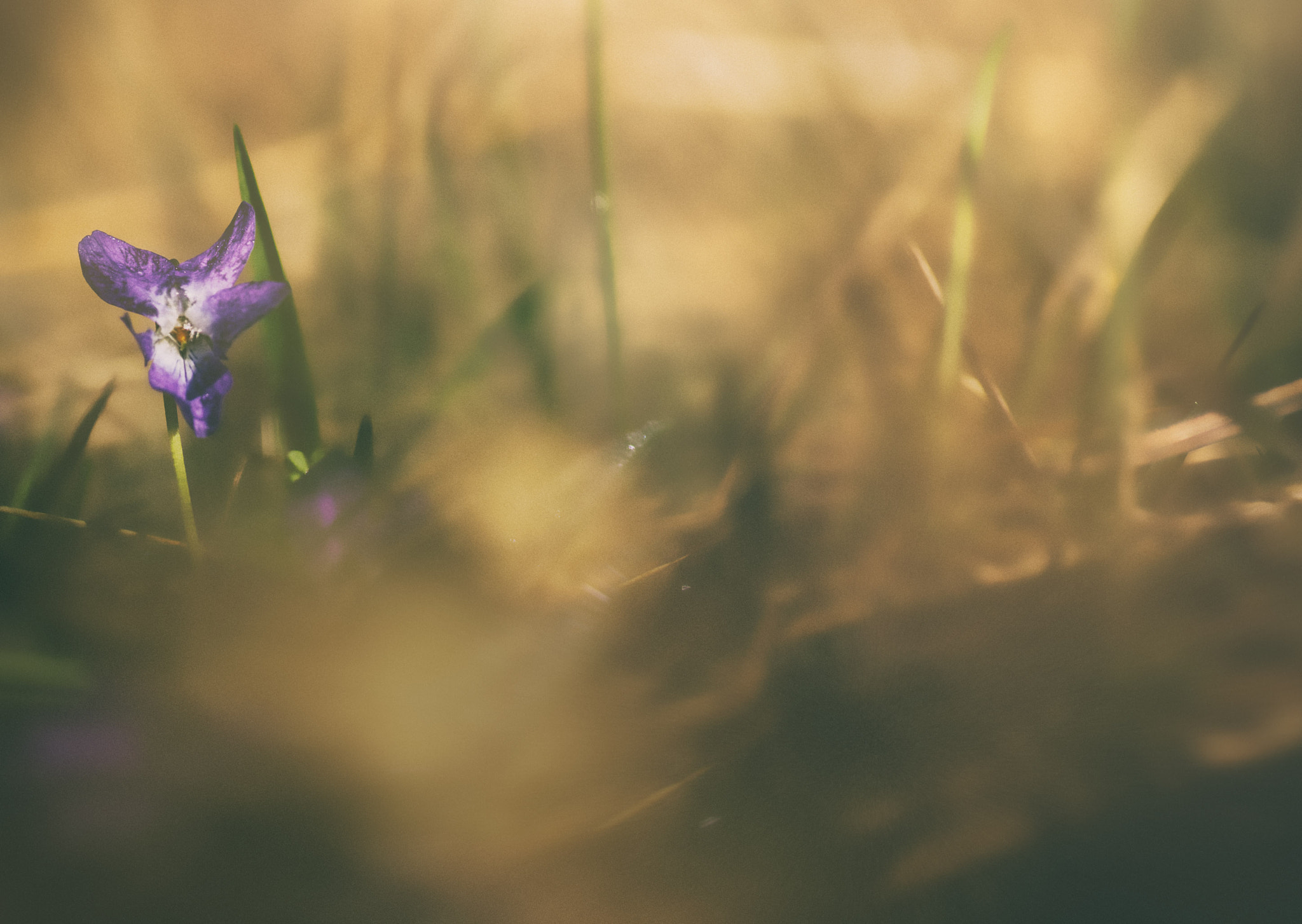 Tamron SP AF 90mm F2.8 Di Macro sample photo. Les violettes photography
