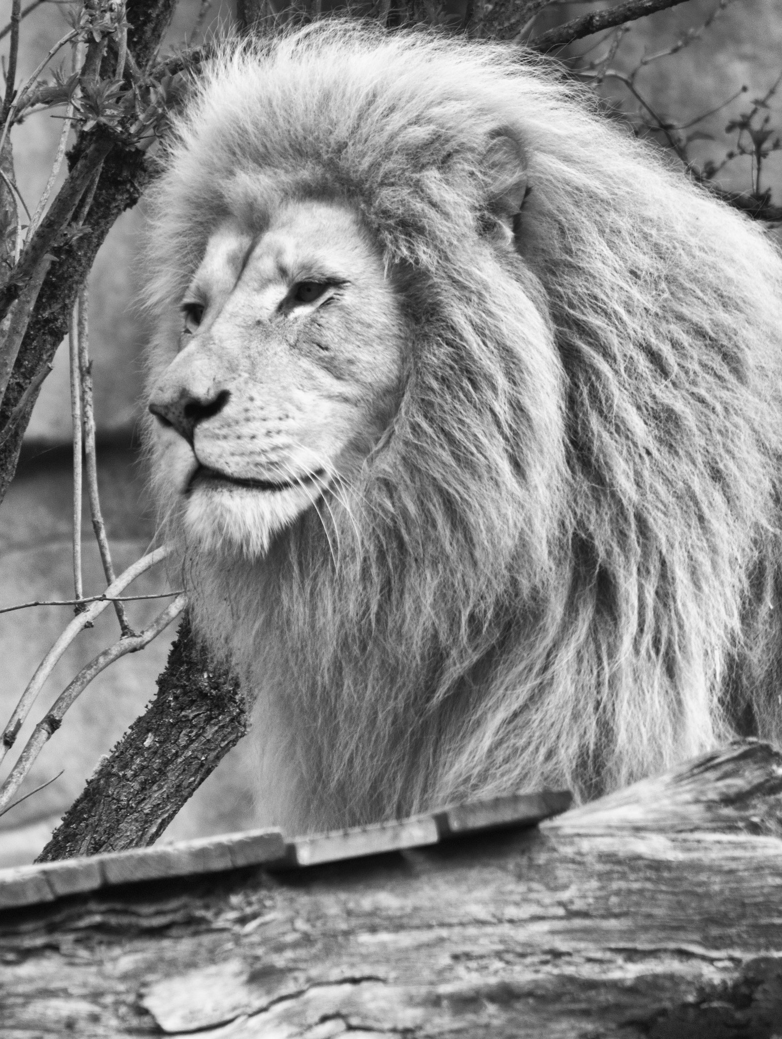 EF75-300mm f/4-5.6 sample photo. Lion at ouwehands zoo in rhenen in the netherlands. photography