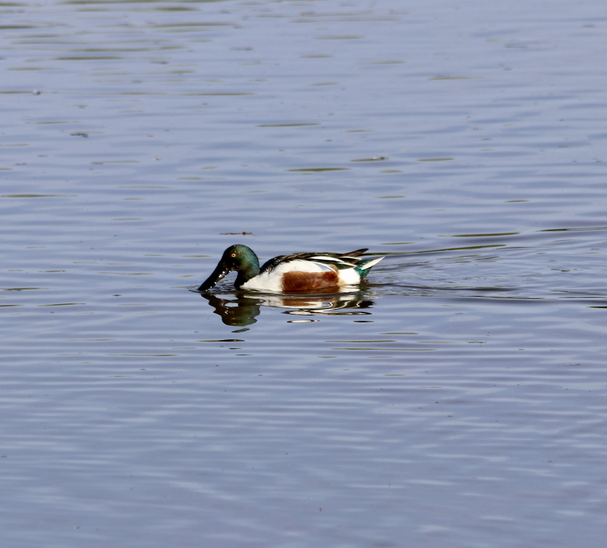Canon EF 70-300mm F4-5.6 IS USM sample photo. Northern shoveler photography
