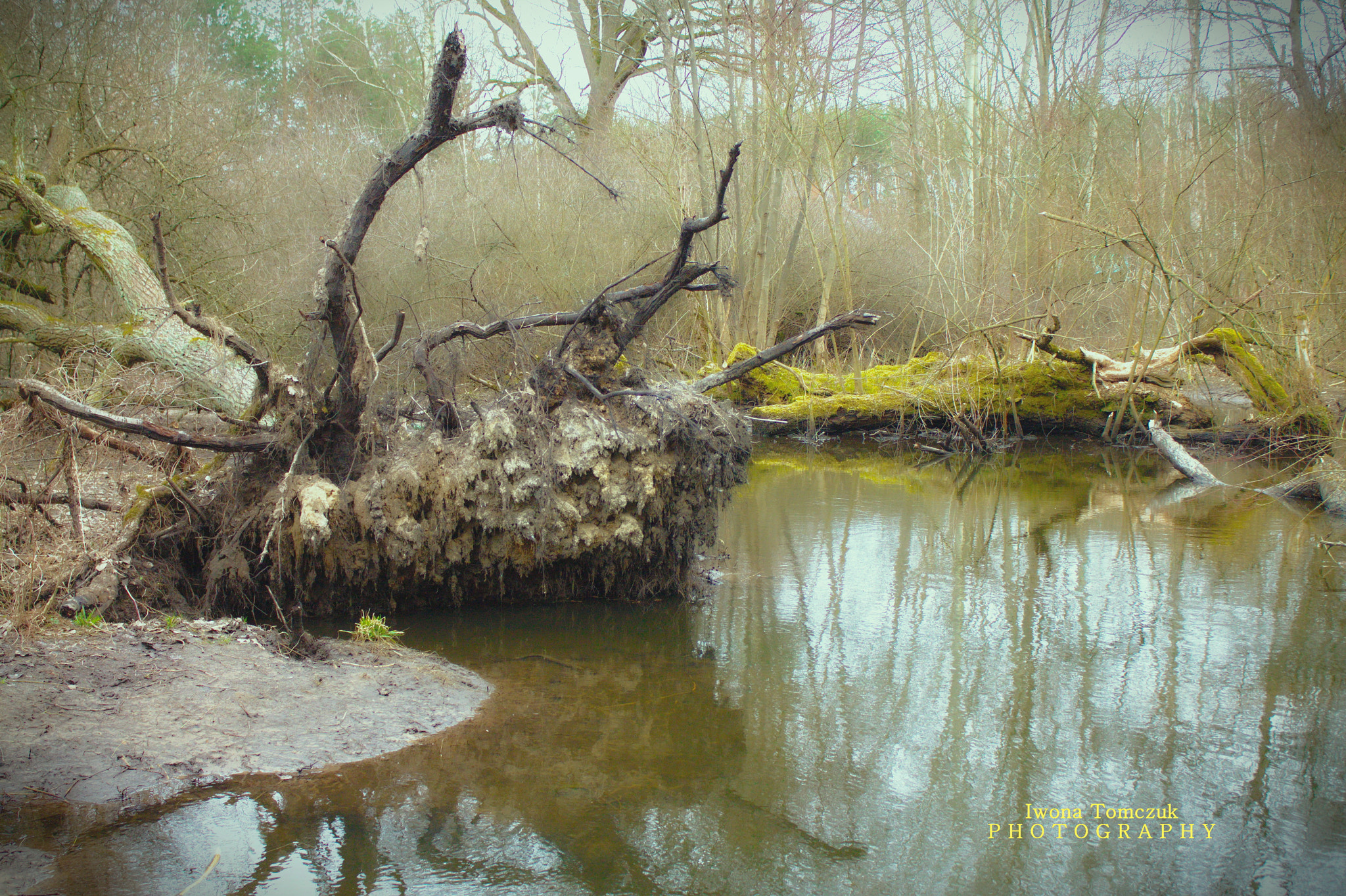 Canon EF-S 18-55mm F3.5-5.6 IS sample photo. Kampinos photography
