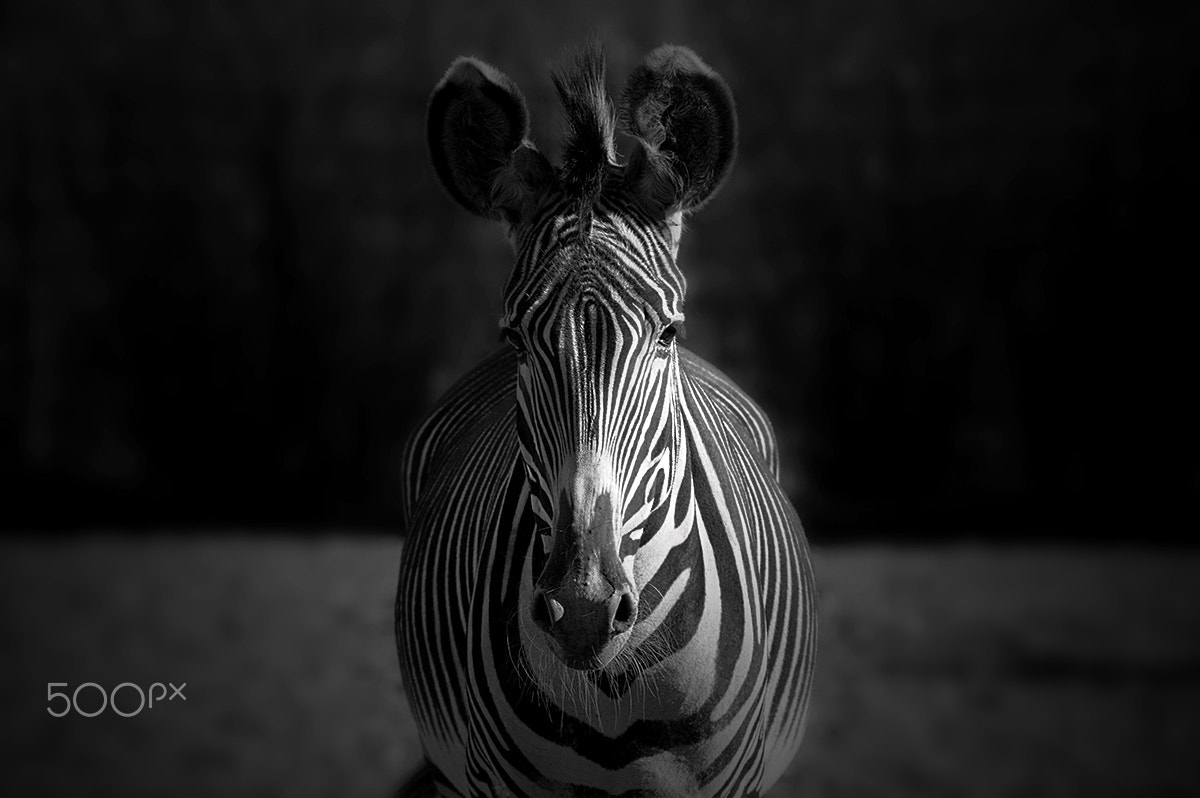 Nikon D3200 sample photo. Zebra photography