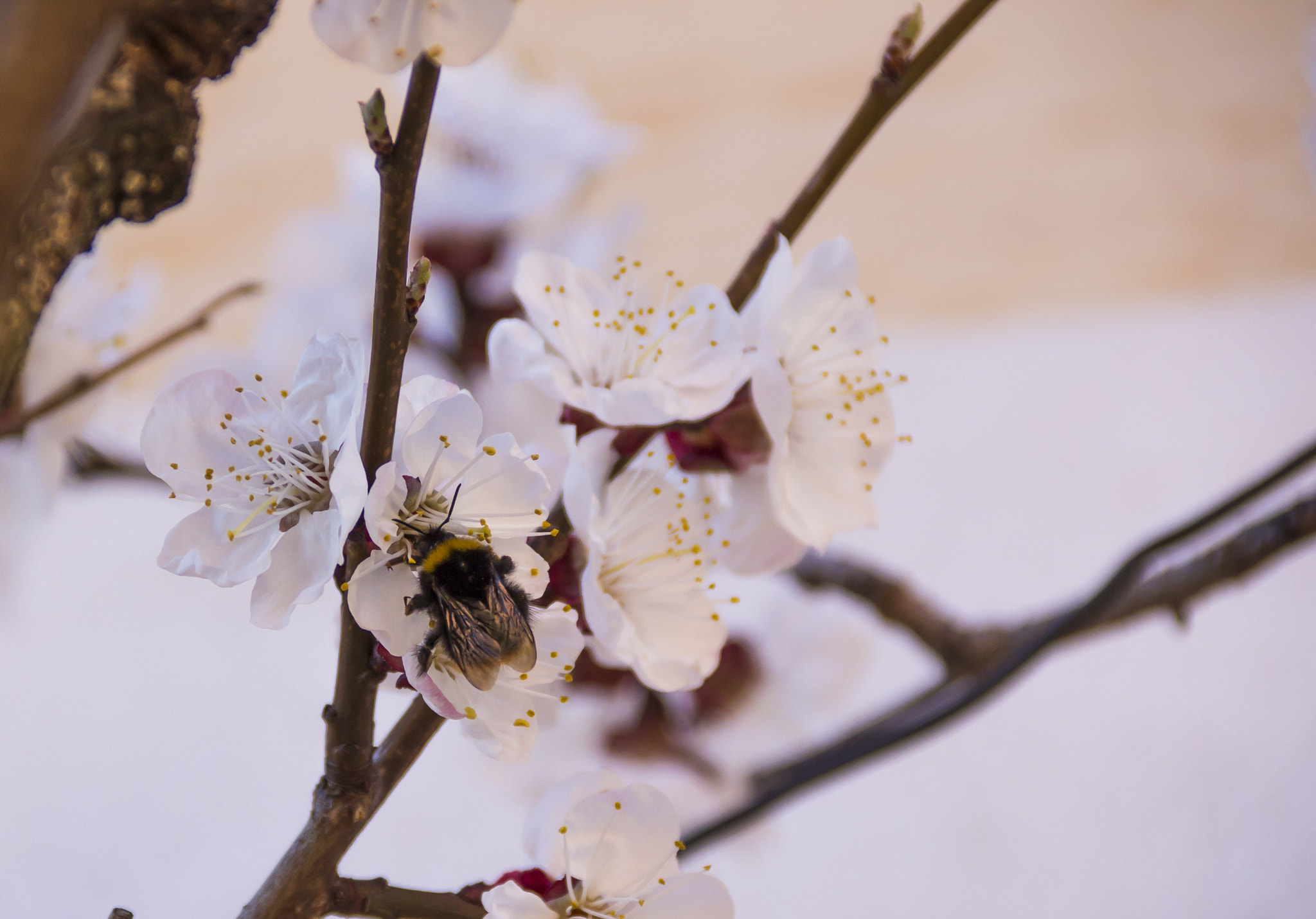 Canon EF 75-300mm F4.0-5.6 IS USM sample photo. Blossom photography