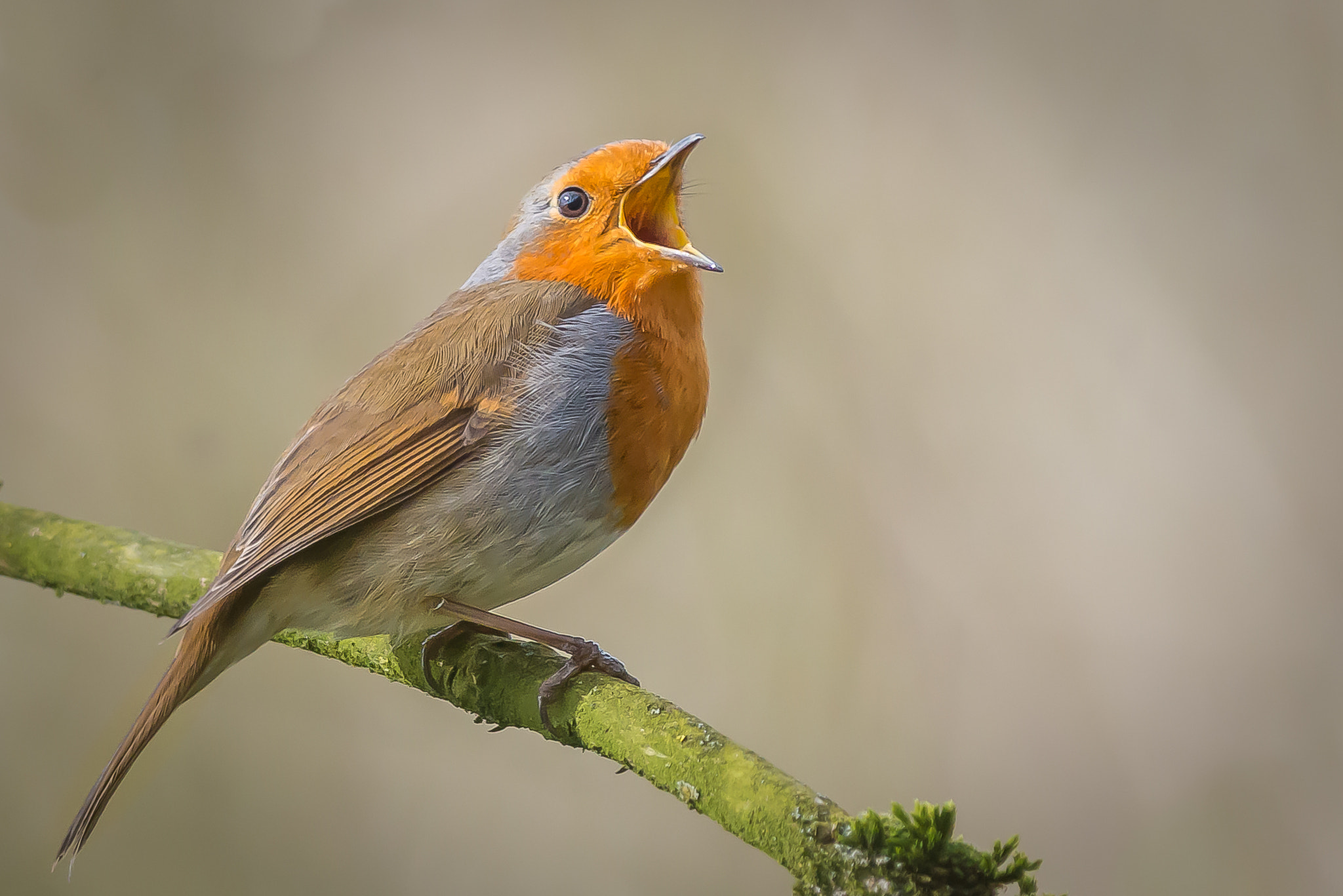 Nikon D800 + Nikon AF-S Nikkor 300mm F4D ED-IF sample photo. Robin in full song photography