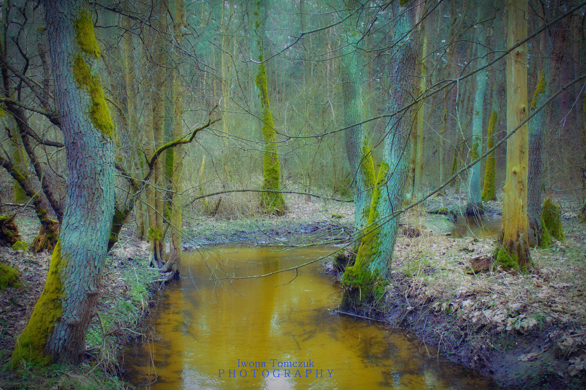 Canon EF-S 18-55mm F3.5-5.6 IS sample photo. Kampinos photography