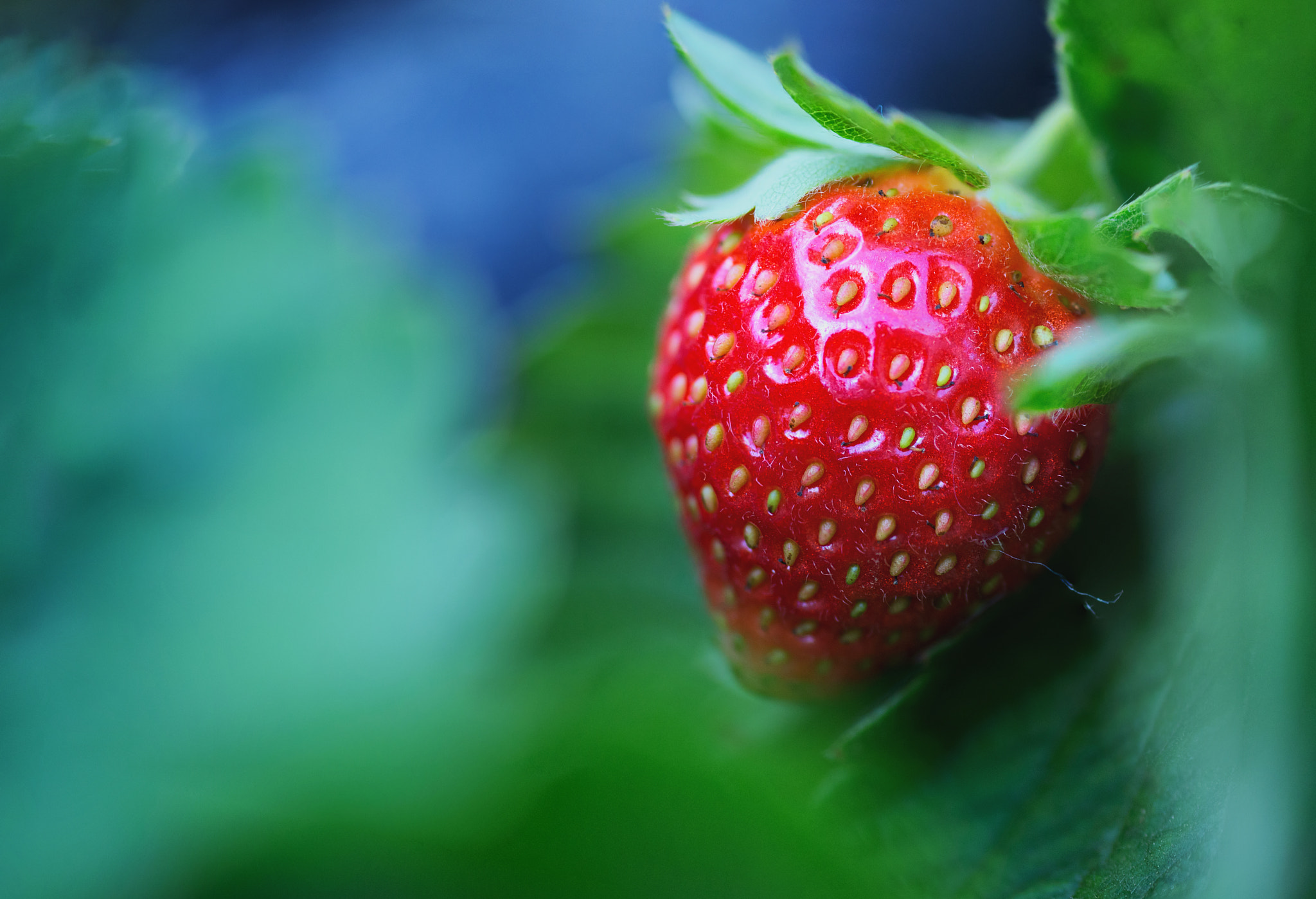 AF Micro-Nikkor 105mm f/2.8 sample photo. Very, strawberry photography