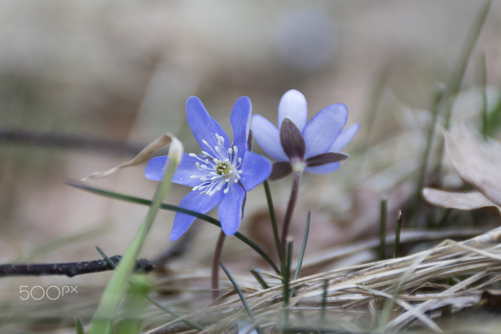 Sony DT 18-200mm F3.5-6.3 sample photo. Blue spring photography