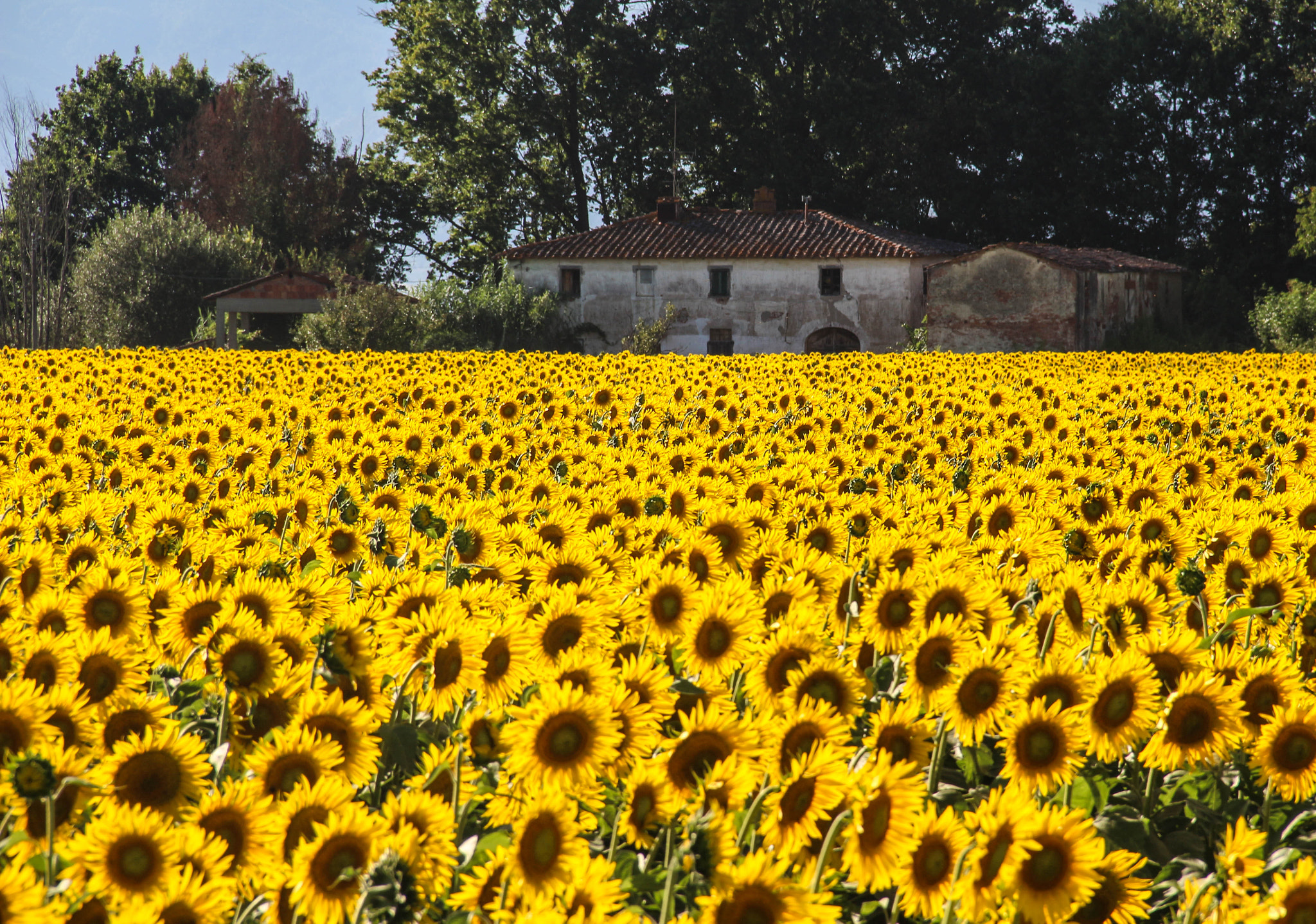 Canon EF-S 18-135mm F3.5-5.6 IS sample photo. Garden of sunflowers photography