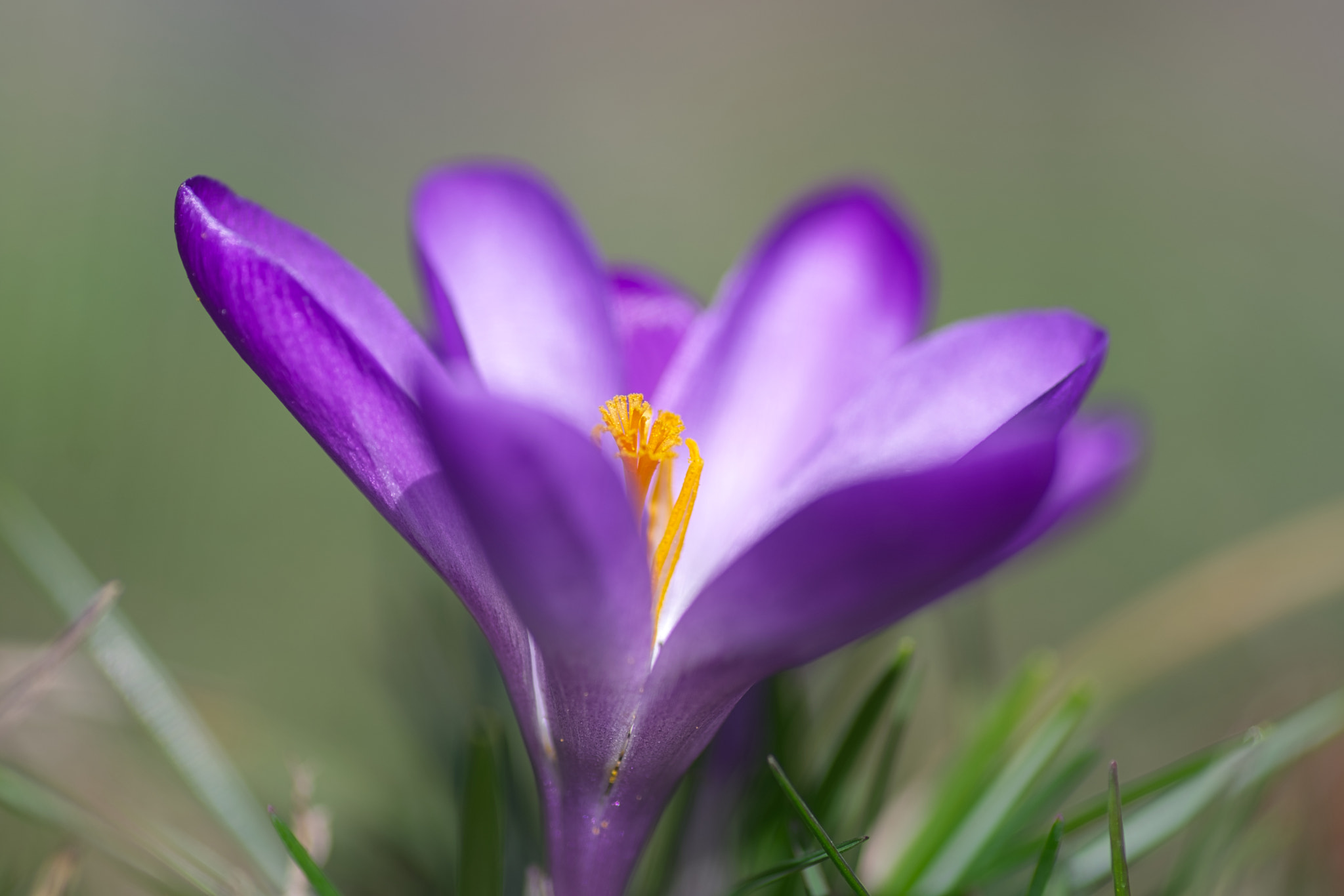 Pentax K-1 sample photo. In the garden photography