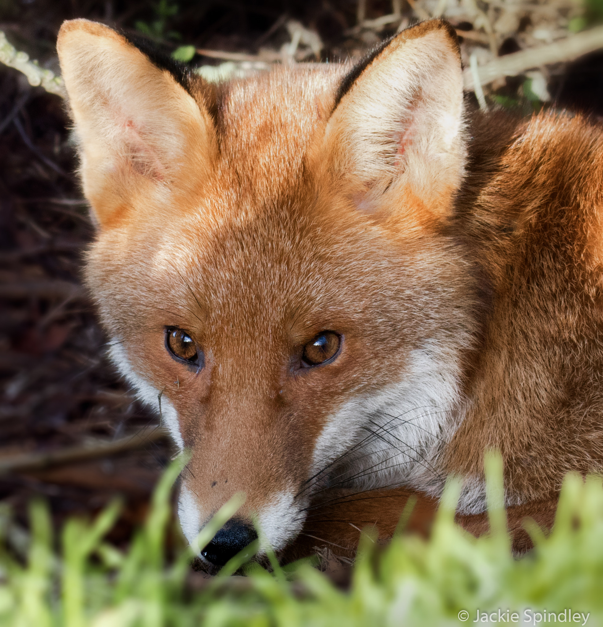 Tamron SP 150-600mm F5-6.3 Di VC USD sample photo. Mr fox photography