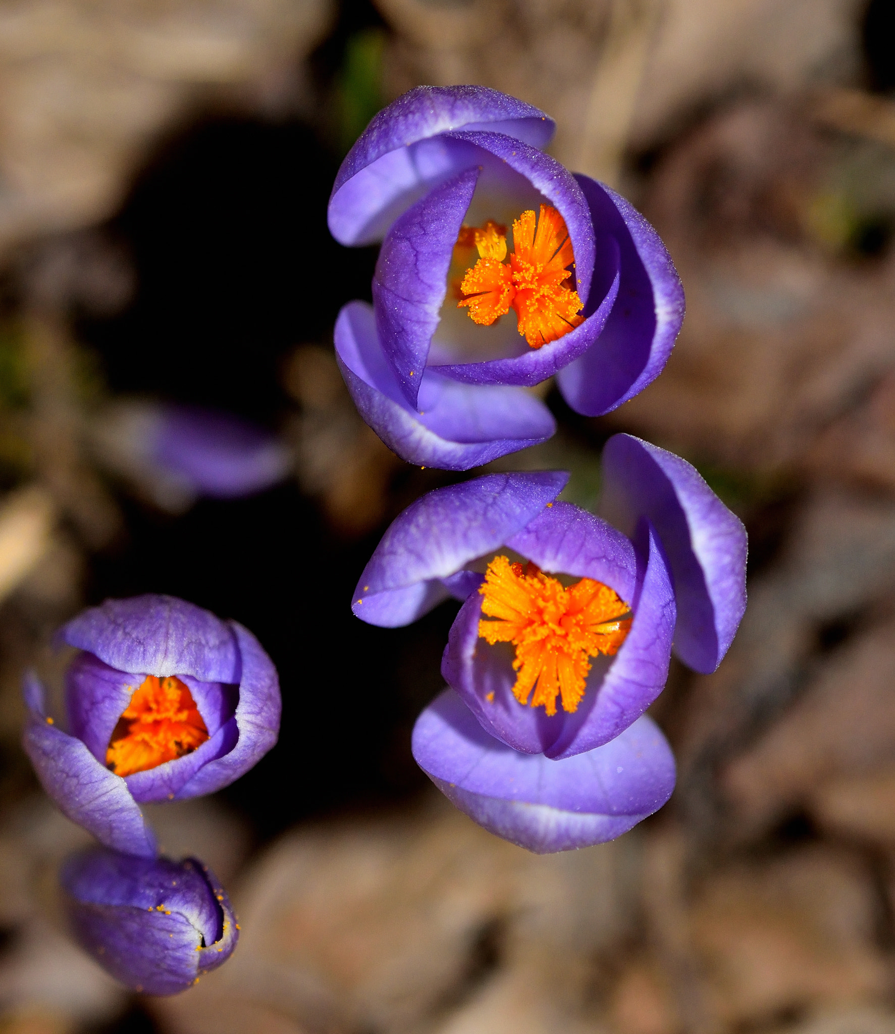 Nikon D5300 + Sigma 105mm F2.8 EX DG Macro sample photo. Spring flower photography