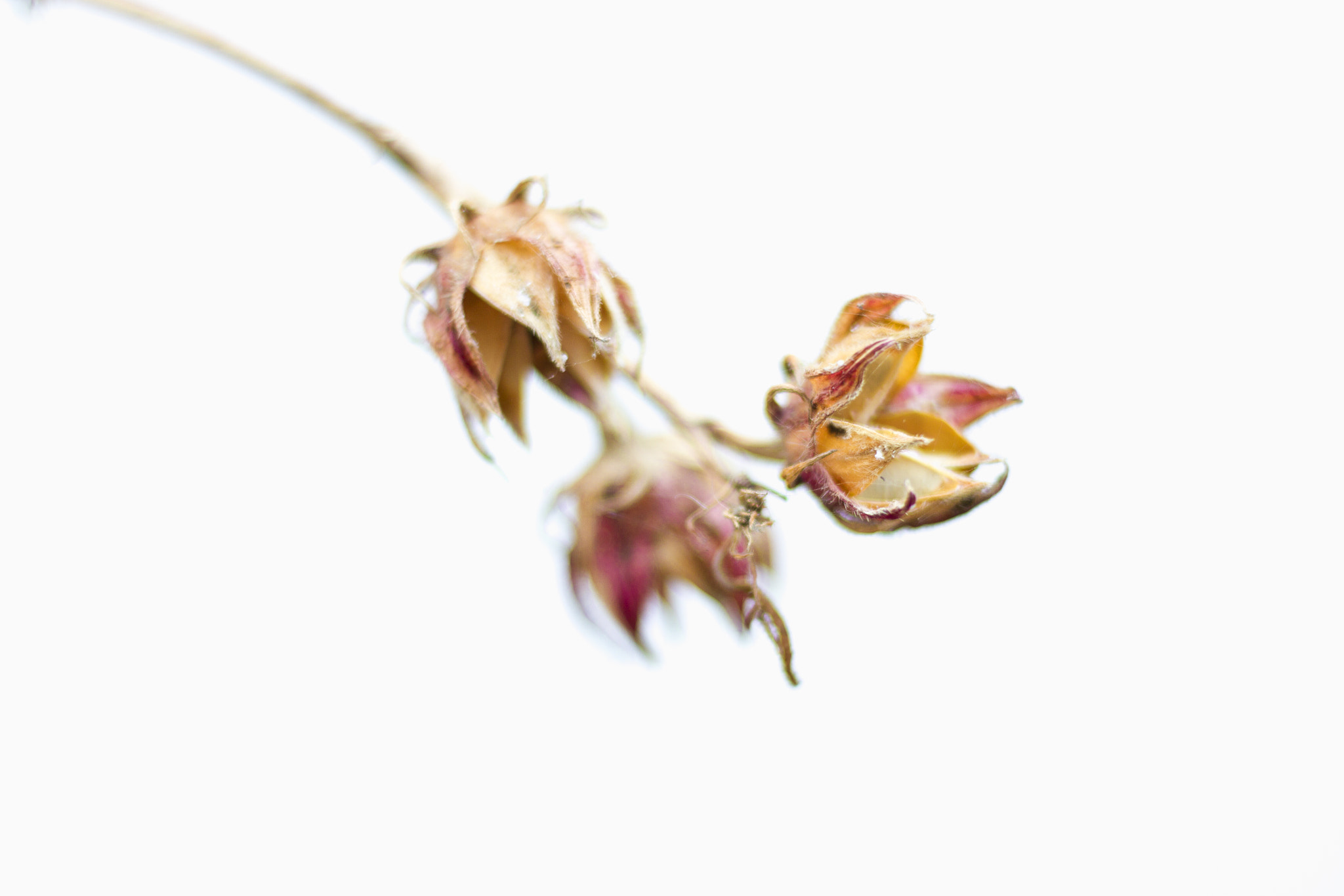 Canon EOS 7D + Canon EF 50mm F1.8 STM sample photo. Roselle photography