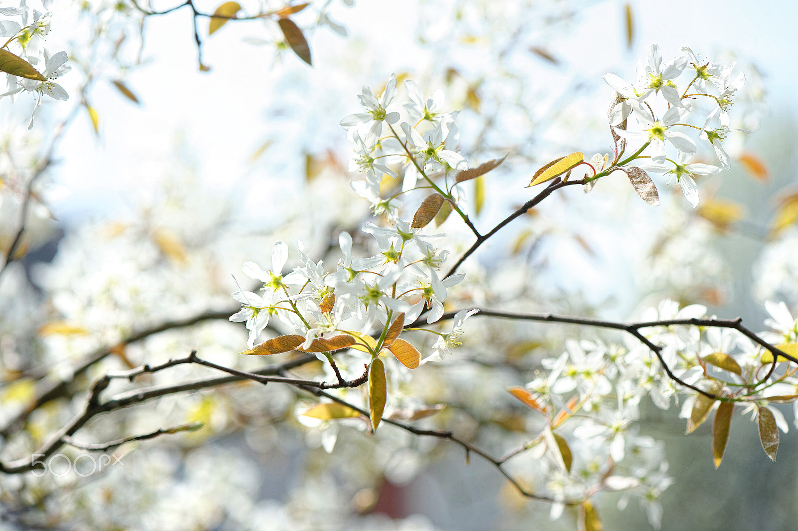 Nikon AF-S Micro-Nikkor 105mm F2.8G IF-ED VR sample photo. Shy photography