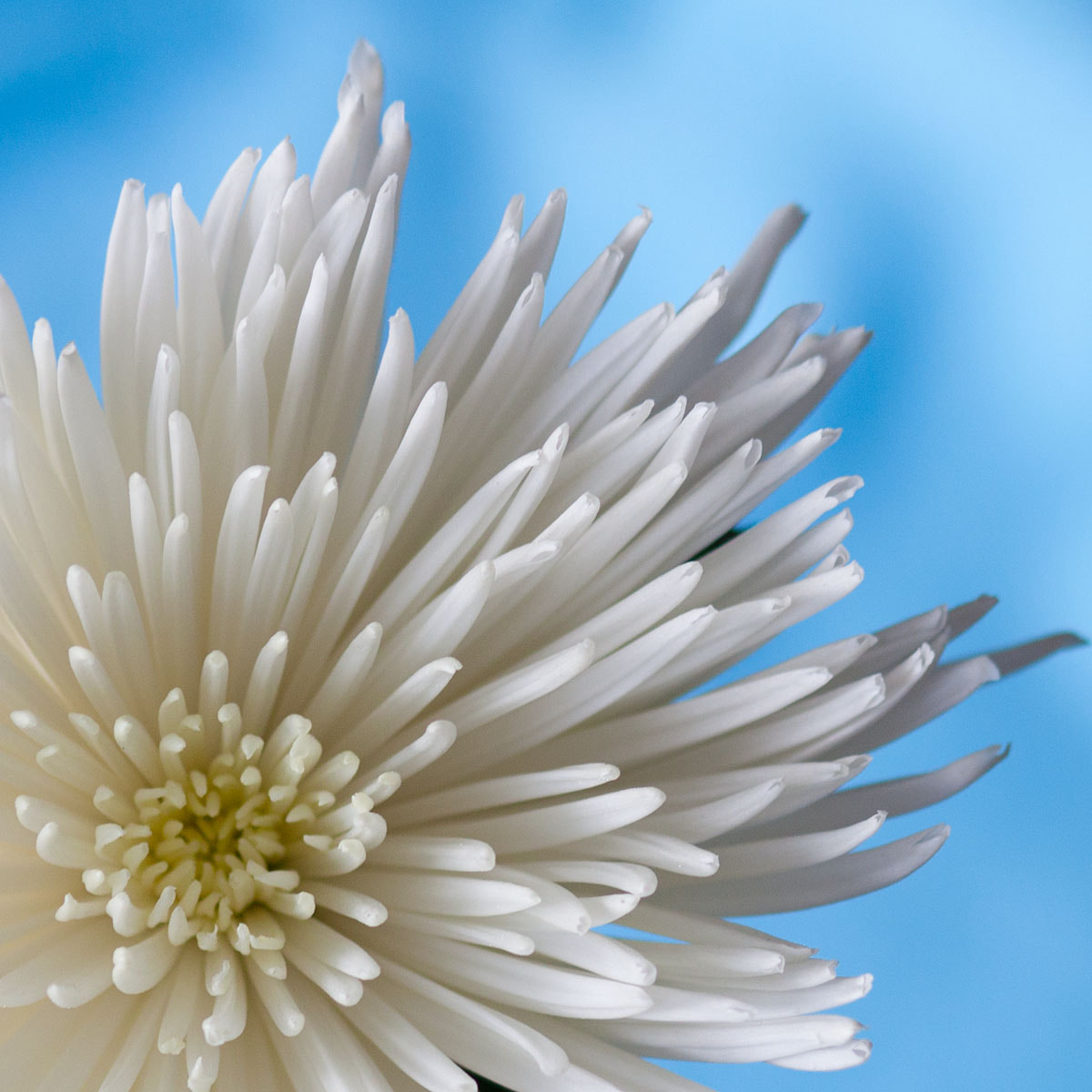 Canon EF 85mm F1.8 USM sample photo. Pretty in white photography