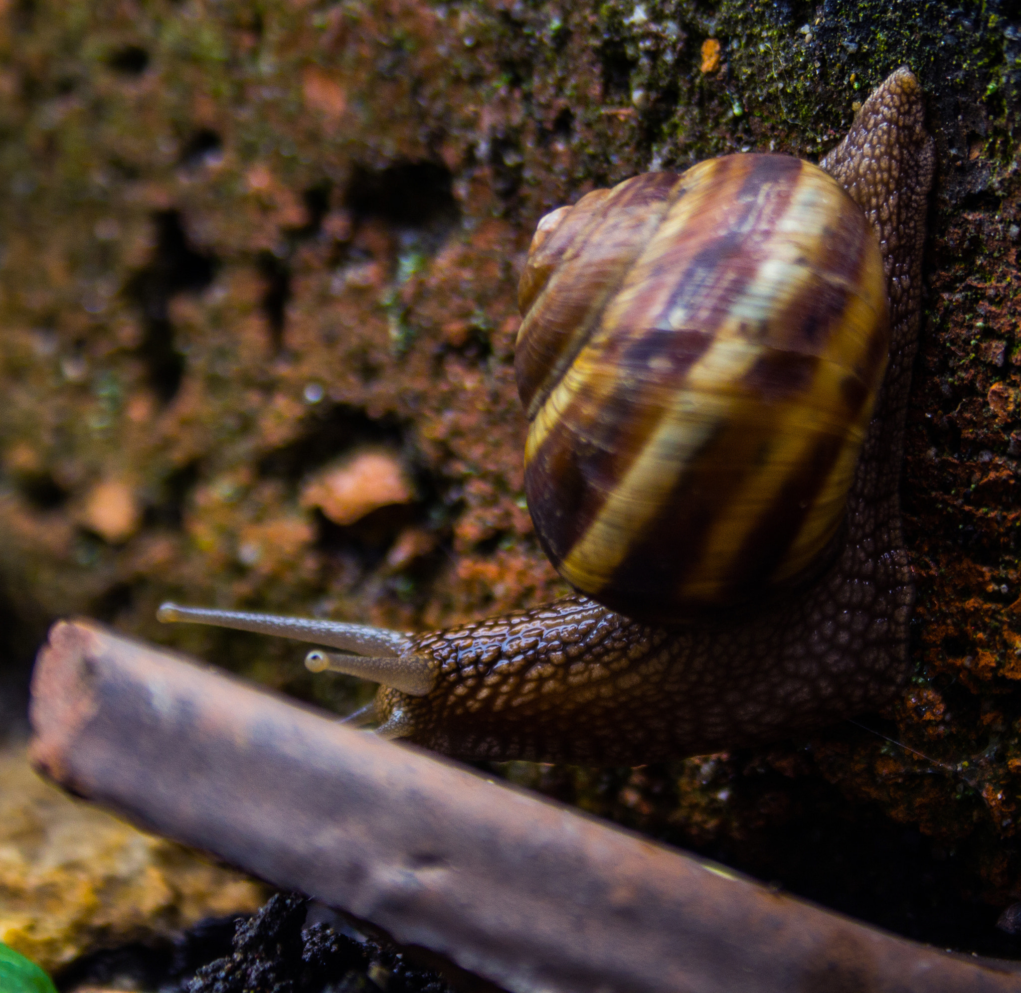 Canon EF-S 18-55mm F3.5-5.6 II sample photo. Snail look photography