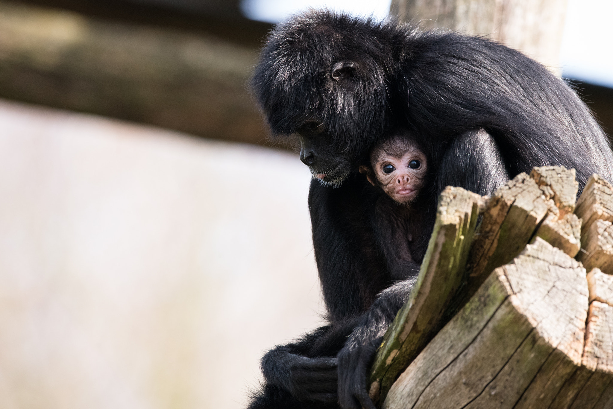 Nikon D750 + Sigma 150-600mm F5-6.3 DG OS HSM | C sample photo. Curious spider monkey photography