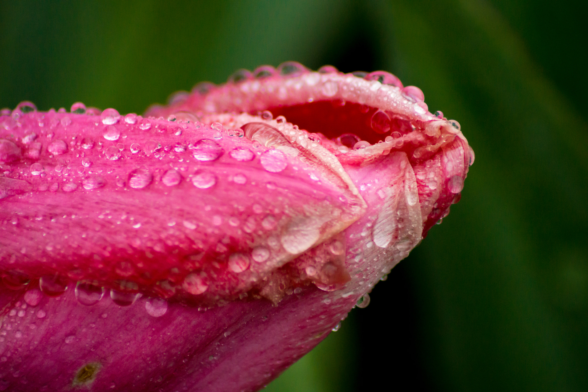 Tamron SP 24-70mm F2.8 Di VC USD sample photo. Morning dew on tulip photography