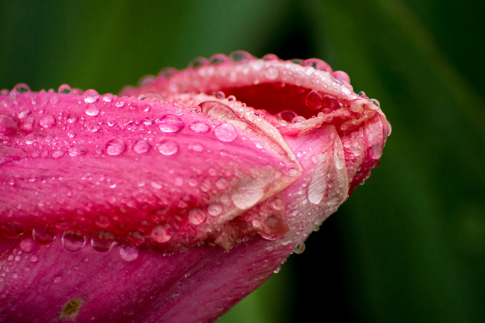 Sony SLT-A65 (SLT-A65V) + Tamron SP 24-70mm F2.8 Di VC USD sample photo. Morning dew on tulip photography