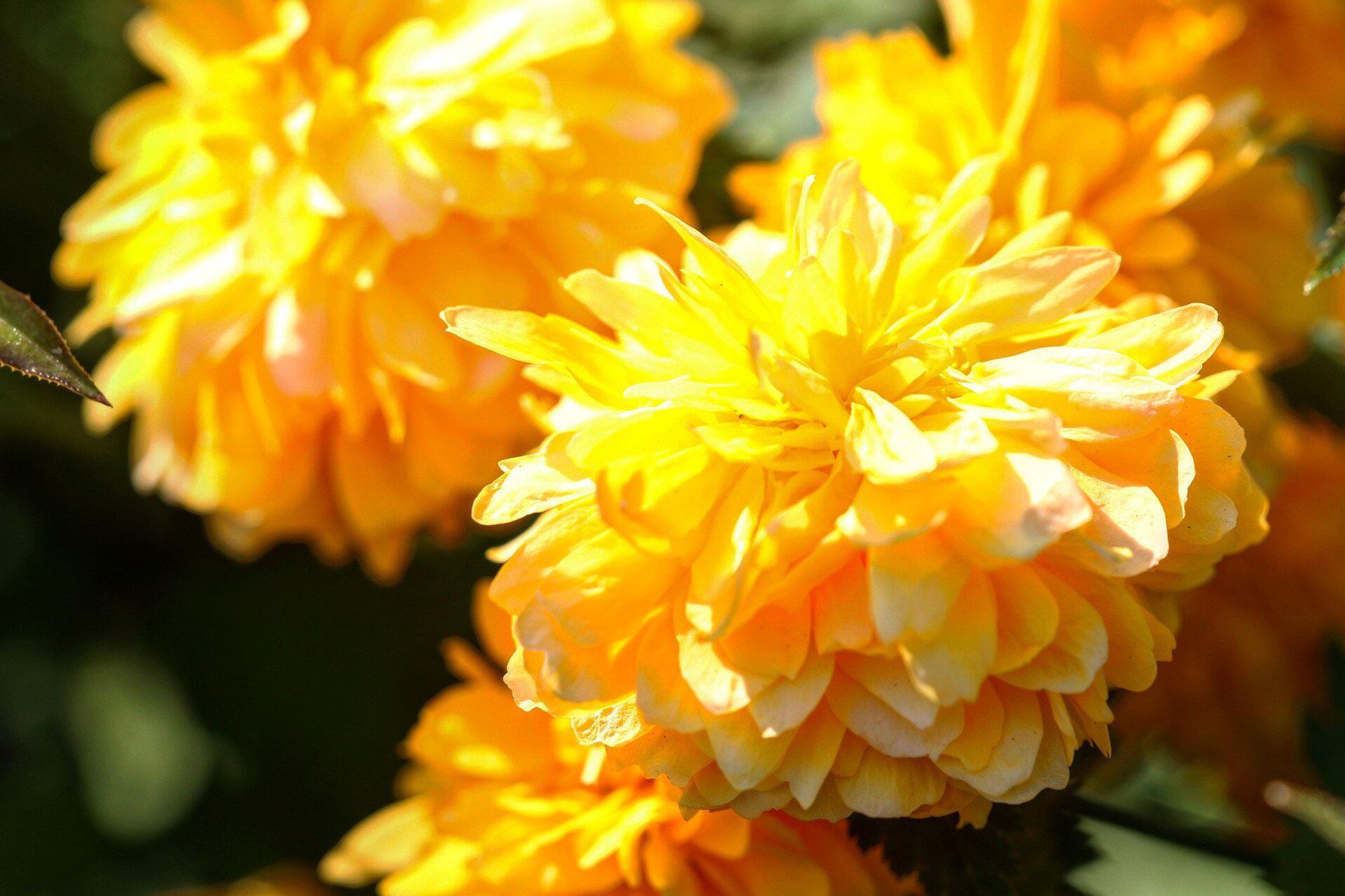 Sigma APO Macro 150mm f/2.8 EX DG HSM sample photo. The spring's colors photography