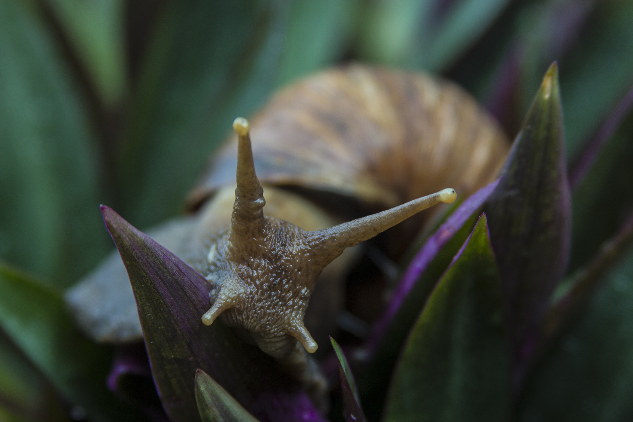 Canon EOS 600D (Rebel EOS T3i / EOS Kiss X5) + Canon EF 28-135mm F3.5-5.6 IS USM sample photo. Turbo snail photography