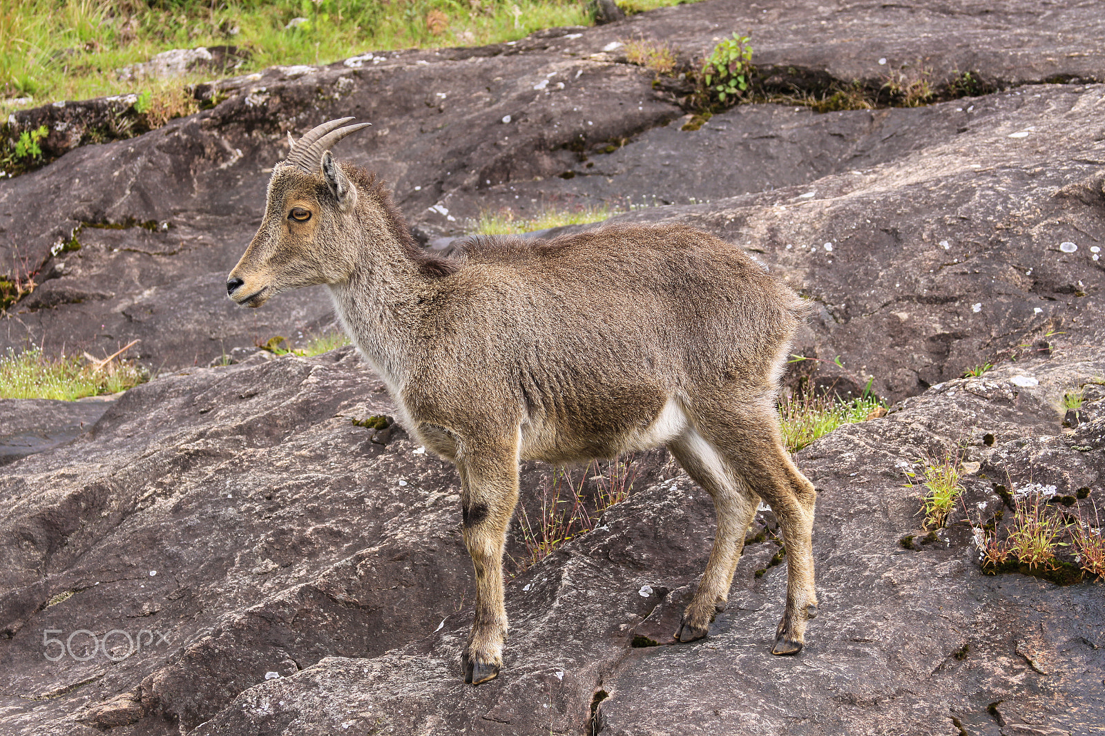 Canon EF 28-135mm F3.5-5.6 IS USM sample photo. Nilgiri tahr photography