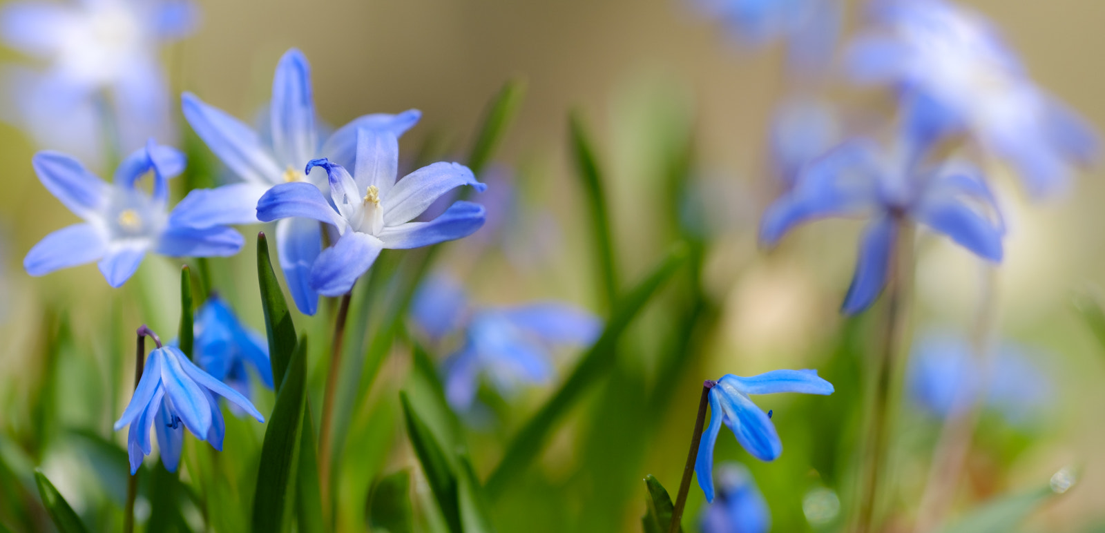 Fujifilm X-T20 + Fujifilm XF 90mm F2 R LM WR sample photo. Squill photography