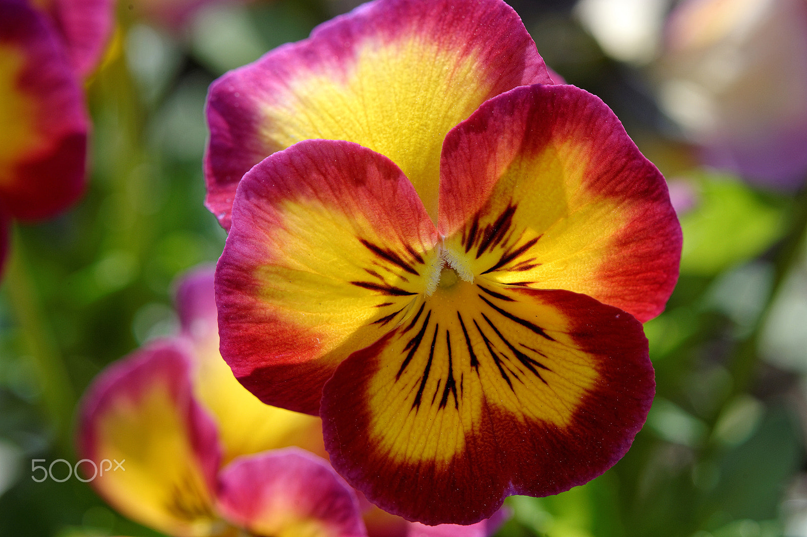 Nikon AF-S Micro-Nikkor 105mm F2.8G IF-ED VR sample photo. Thinking of you.... photography