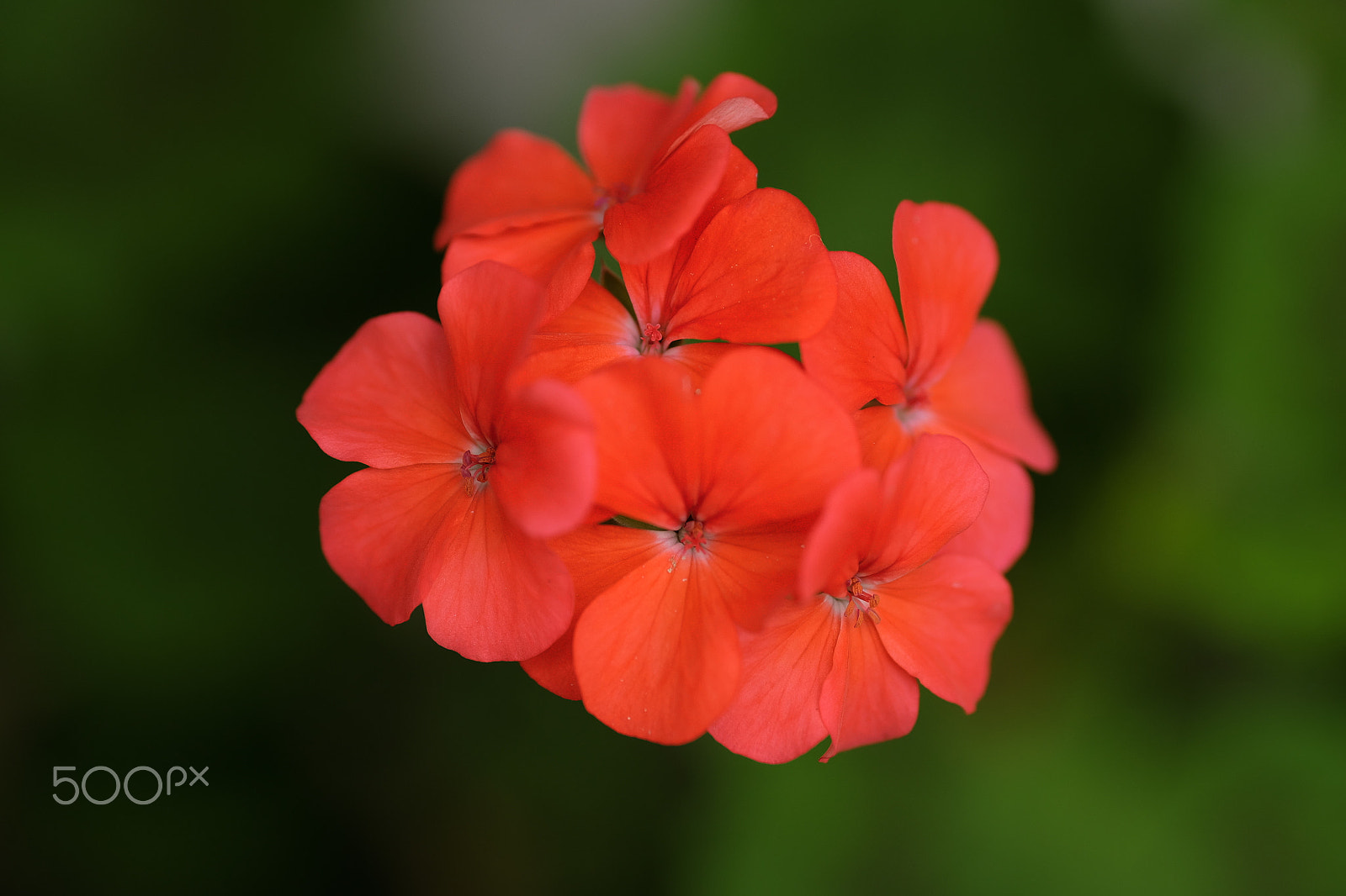 Fujifilm XF 90mm F2 R LM WR sample photo. Flowers photography