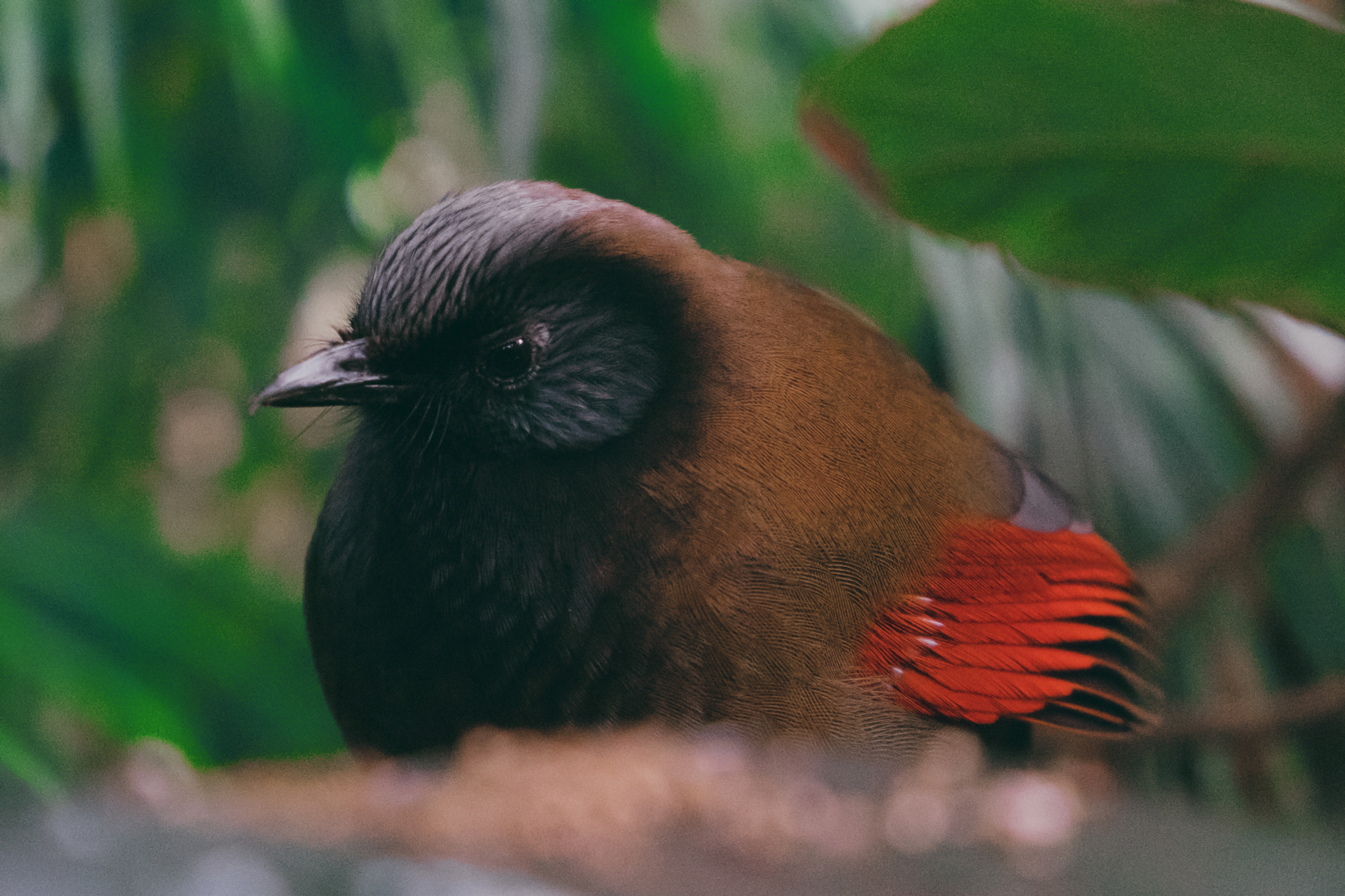 Fujifilm XF 18-55mm F2.8-4 R LM OIS sample photo. Shy bird photography