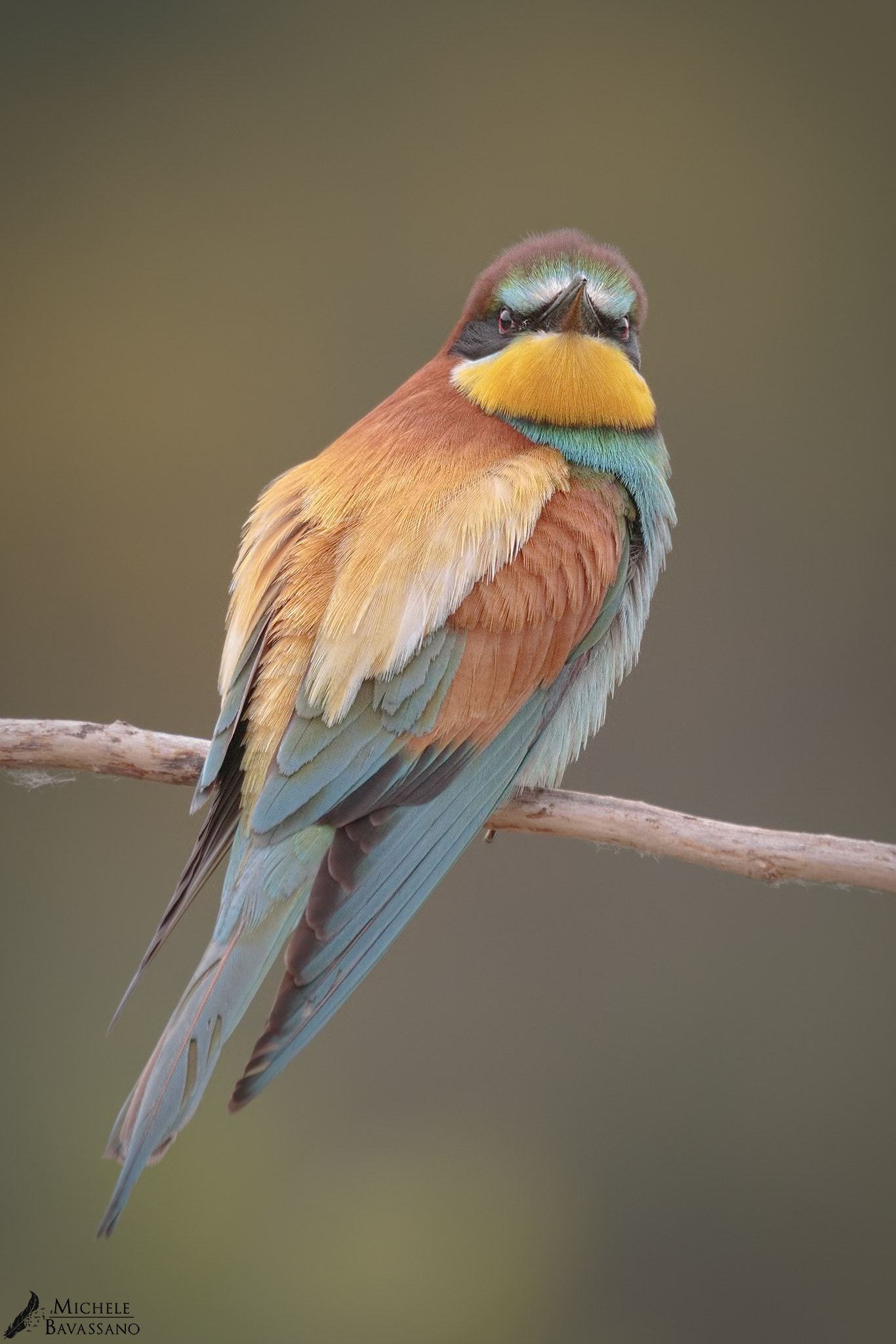 150-600mm F5-6.3 DG OS HSM | Sports 014 sample photo. Spring colors photography