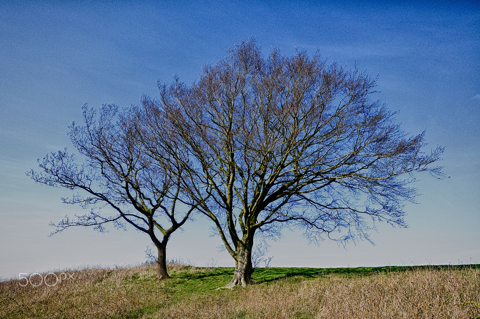 Fujifilm XC 16-50mm F3.5-5.6 OIS II sample photo. Trees on the hill photography