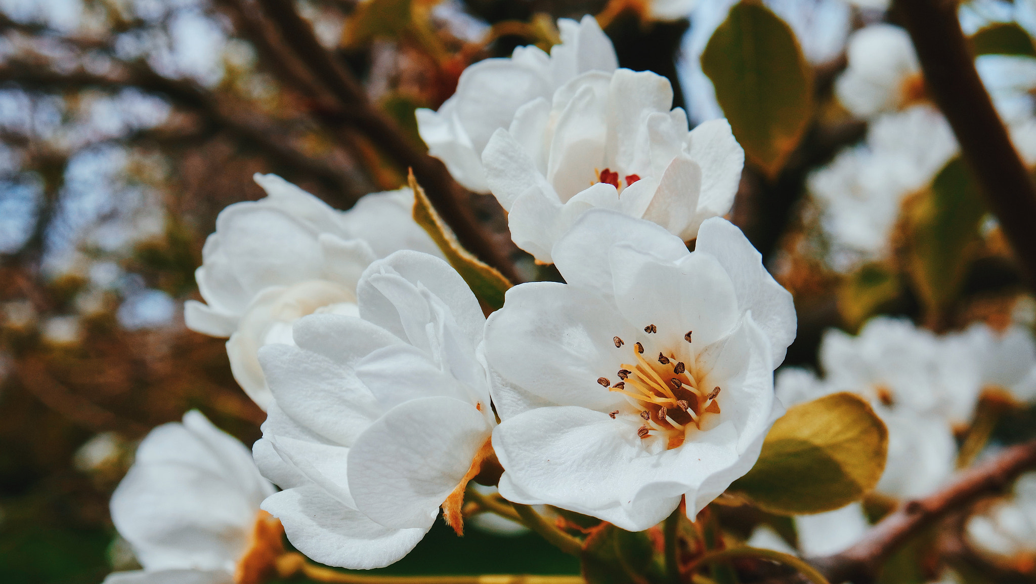 Samsung NX mini sample photo. Pear tree in bloom photography