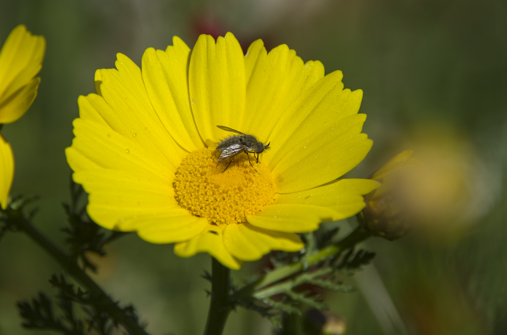 Pentax K-30 sample photo. Margarita flower photography