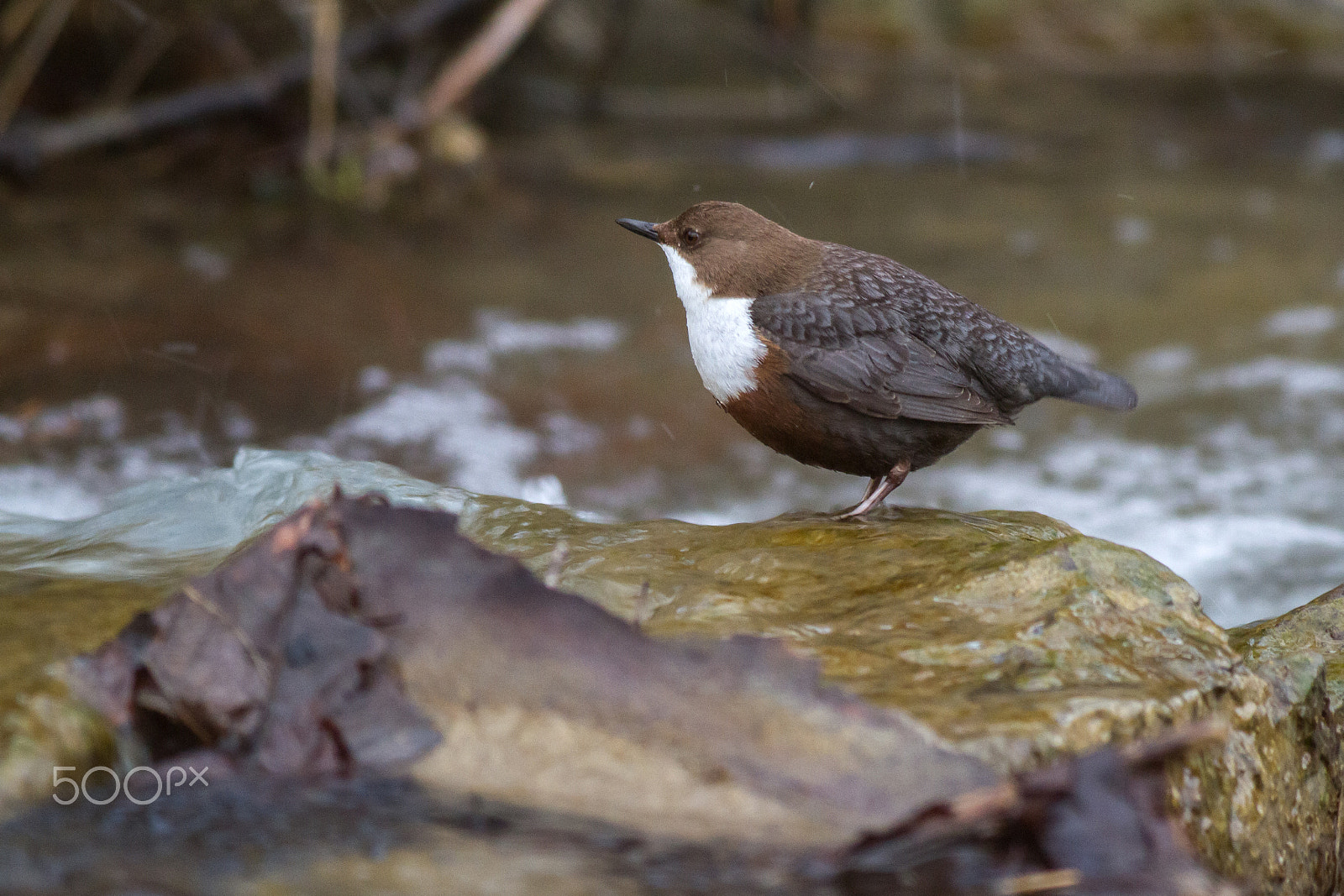 Canon EOS 7D + Canon EF 400mm F5.6L USM sample photo. White-throated dipper photography