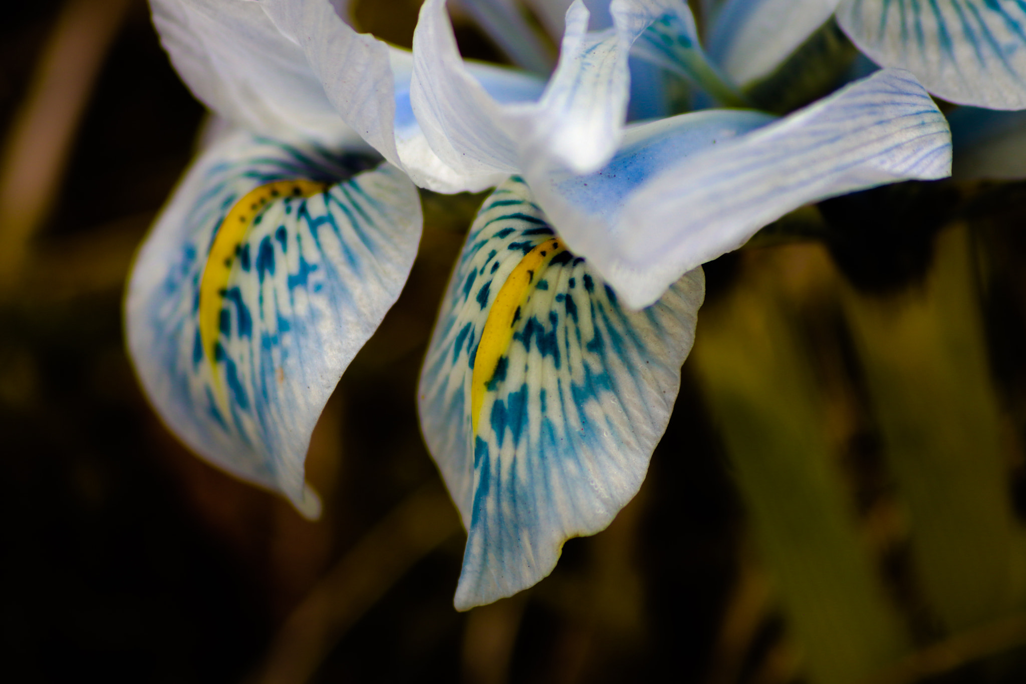 Sigma 70-300mm F4-5.6 APO DG Macro sample photo. Spring photography