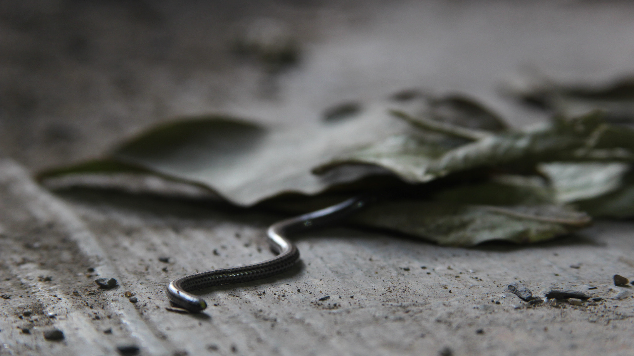 Canon EF 28-135mm F3.5-5.6 IS USM sample photo. Snake photography