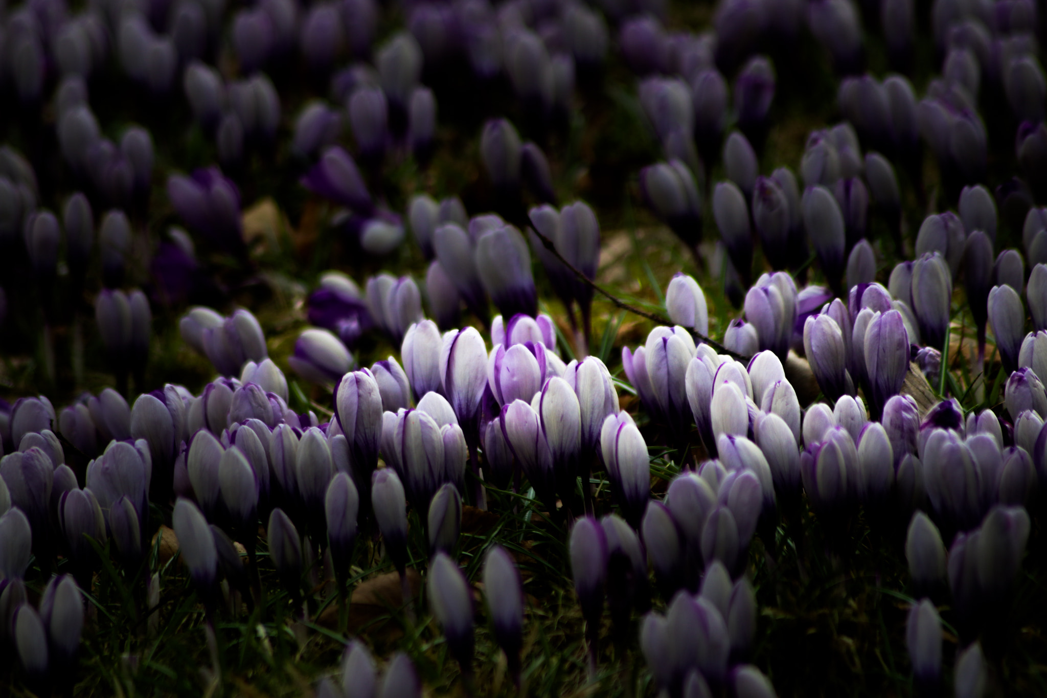 Sigma 70-300mm F4-5.6 APO DG Macro sample photo. Spring photography