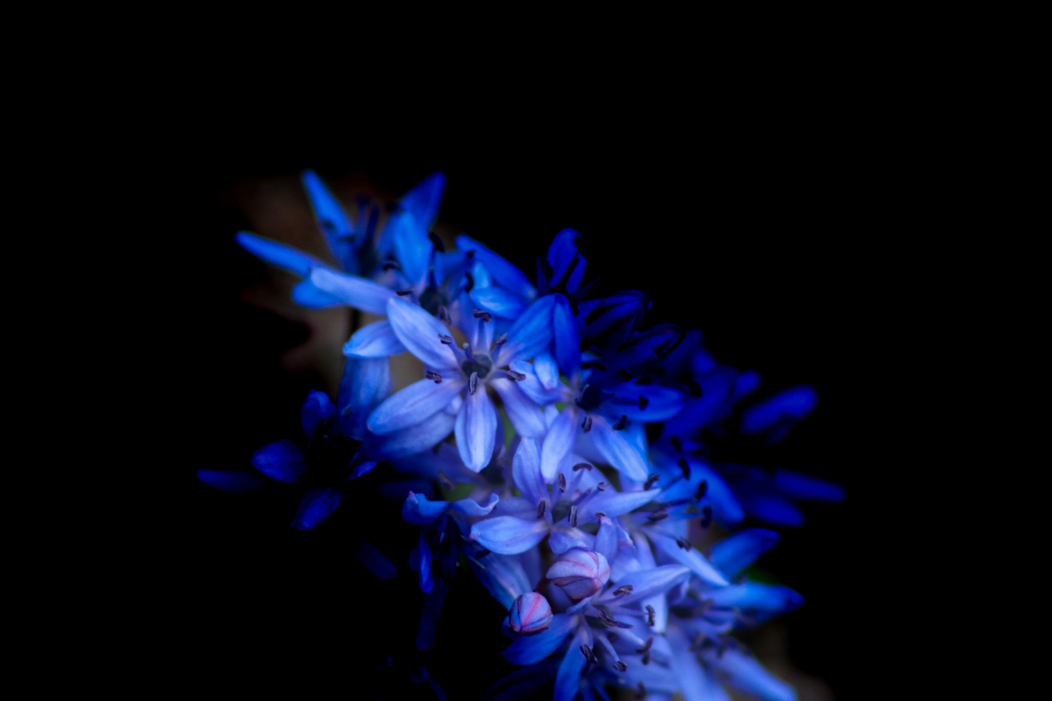 Sigma 70-300mm F4-5.6 APO DG Macro sample photo. Spring photography