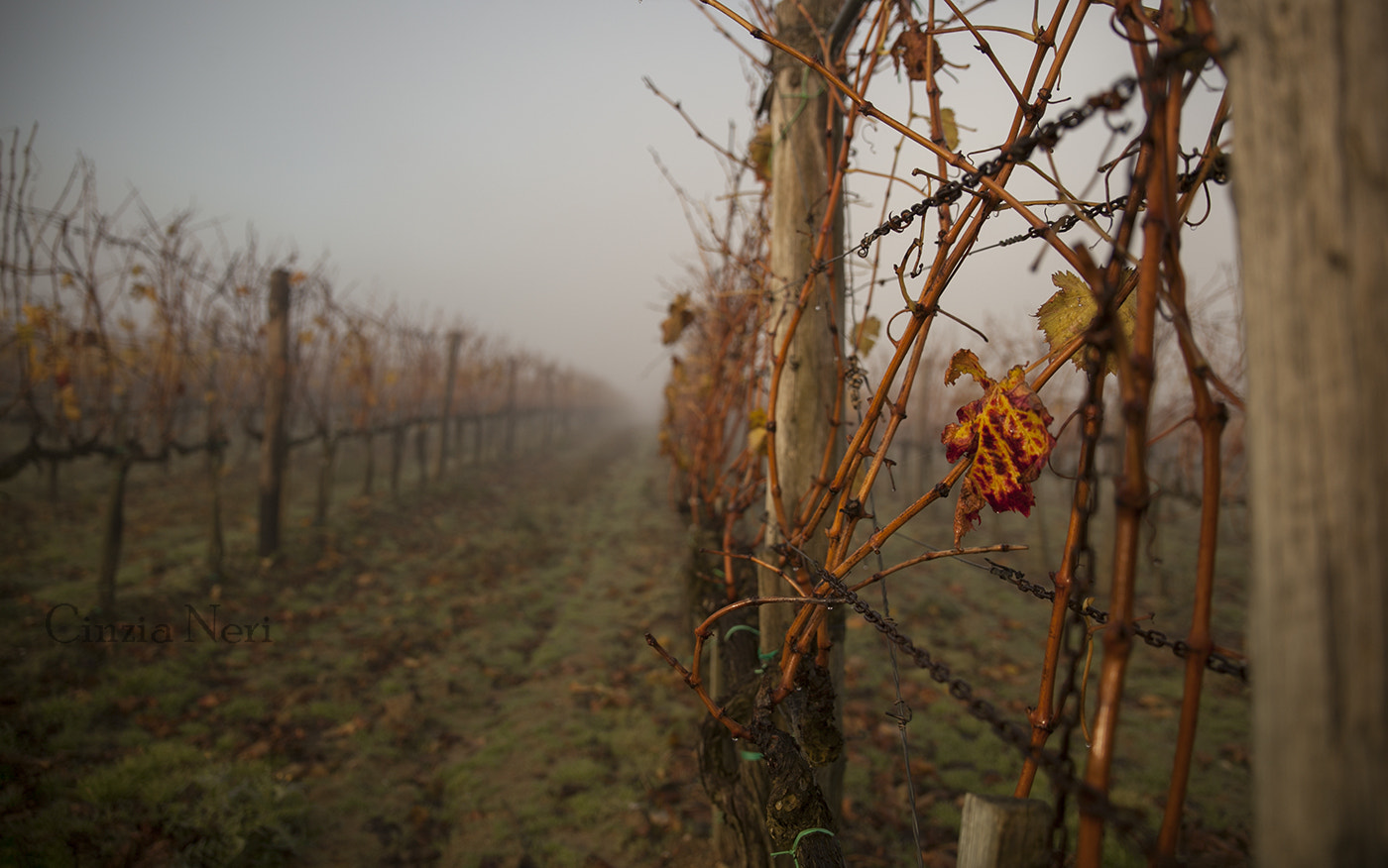 Sigma 24-70mm F2.8 EX DG Macro sample photo. Tuscan vineyard photography