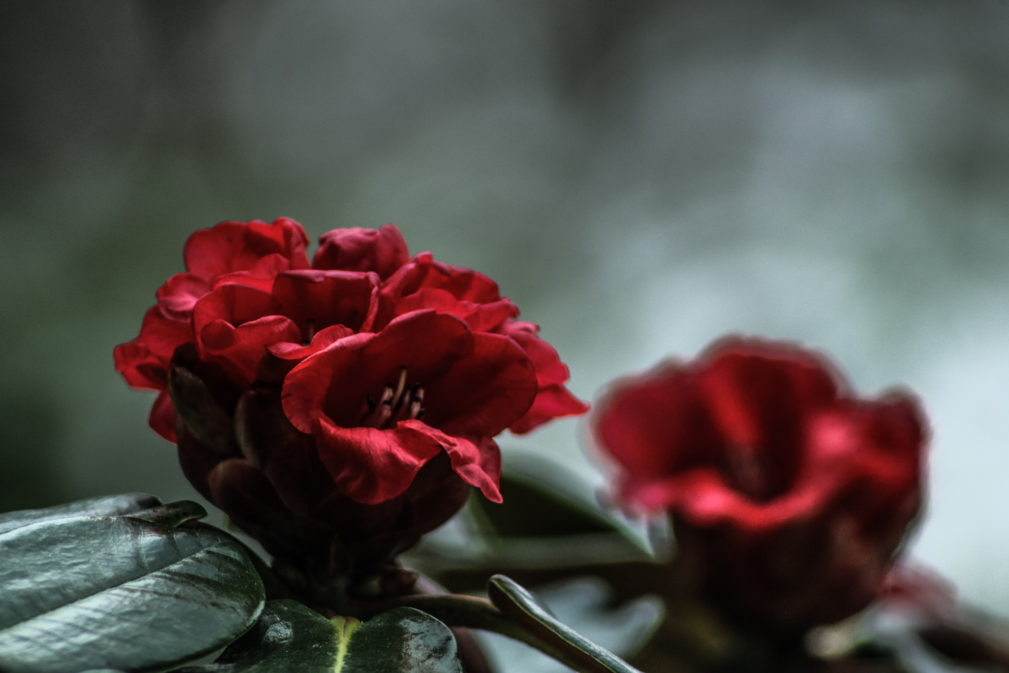 Sigma 70-300mm F4-5.6 APO DG Macro sample photo. Spring photography