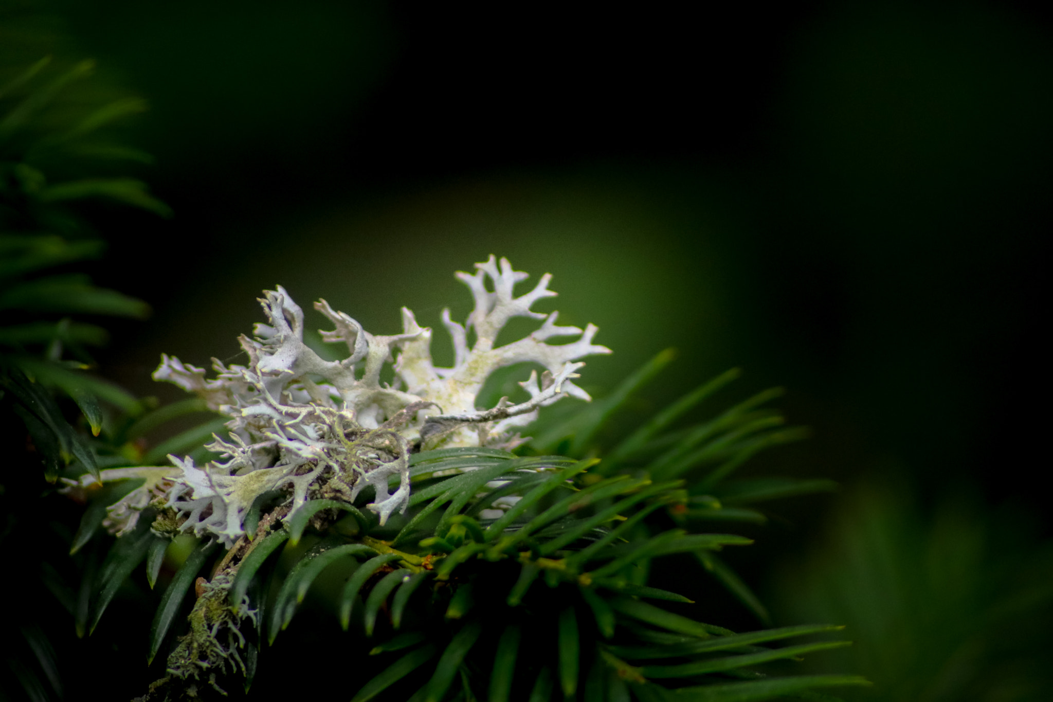 Sigma 70-300mm F4-5.6 APO DG Macro sample photo. Spring photography