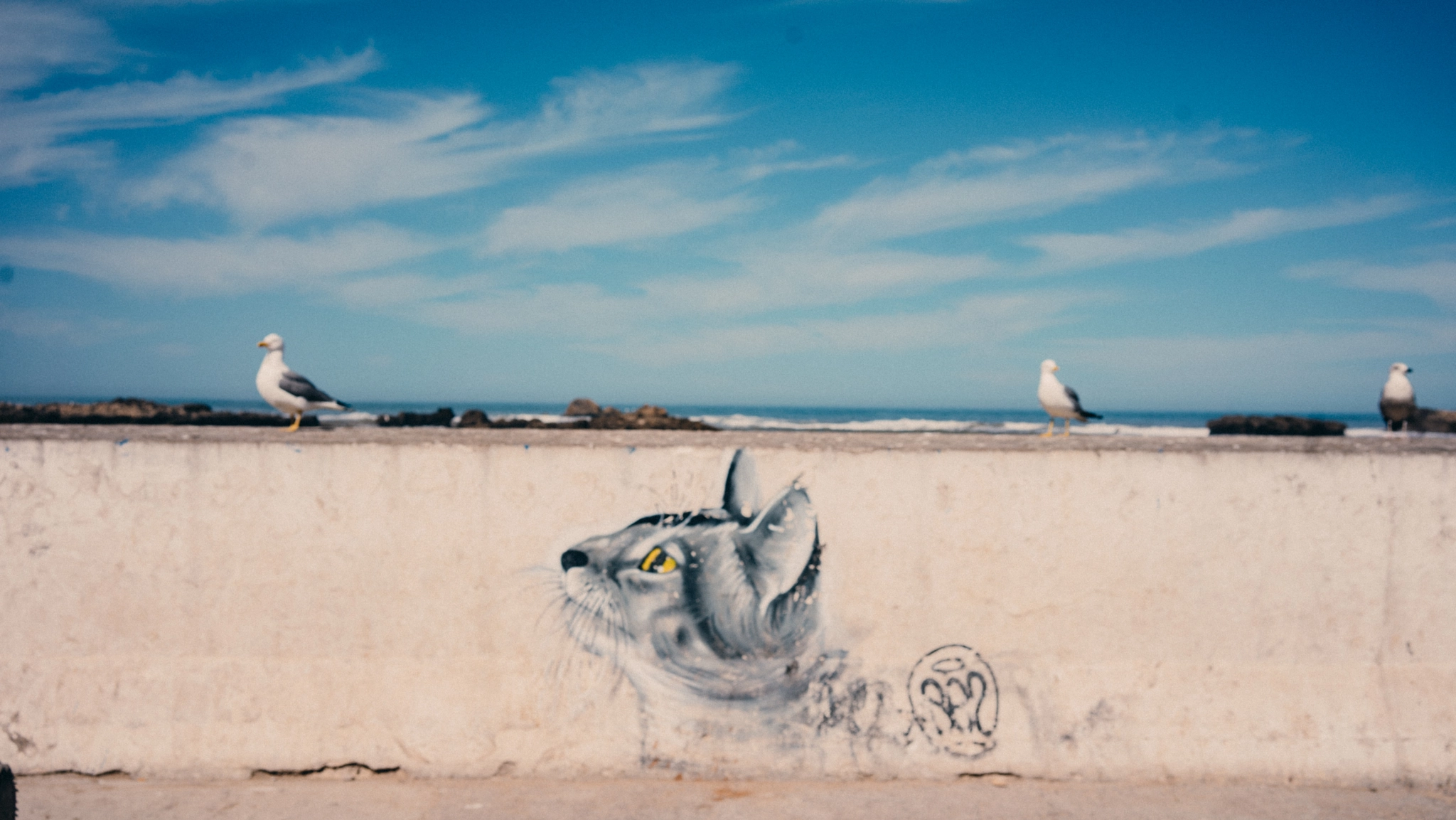 Sony a7R sample photo. Cat and seagull photography