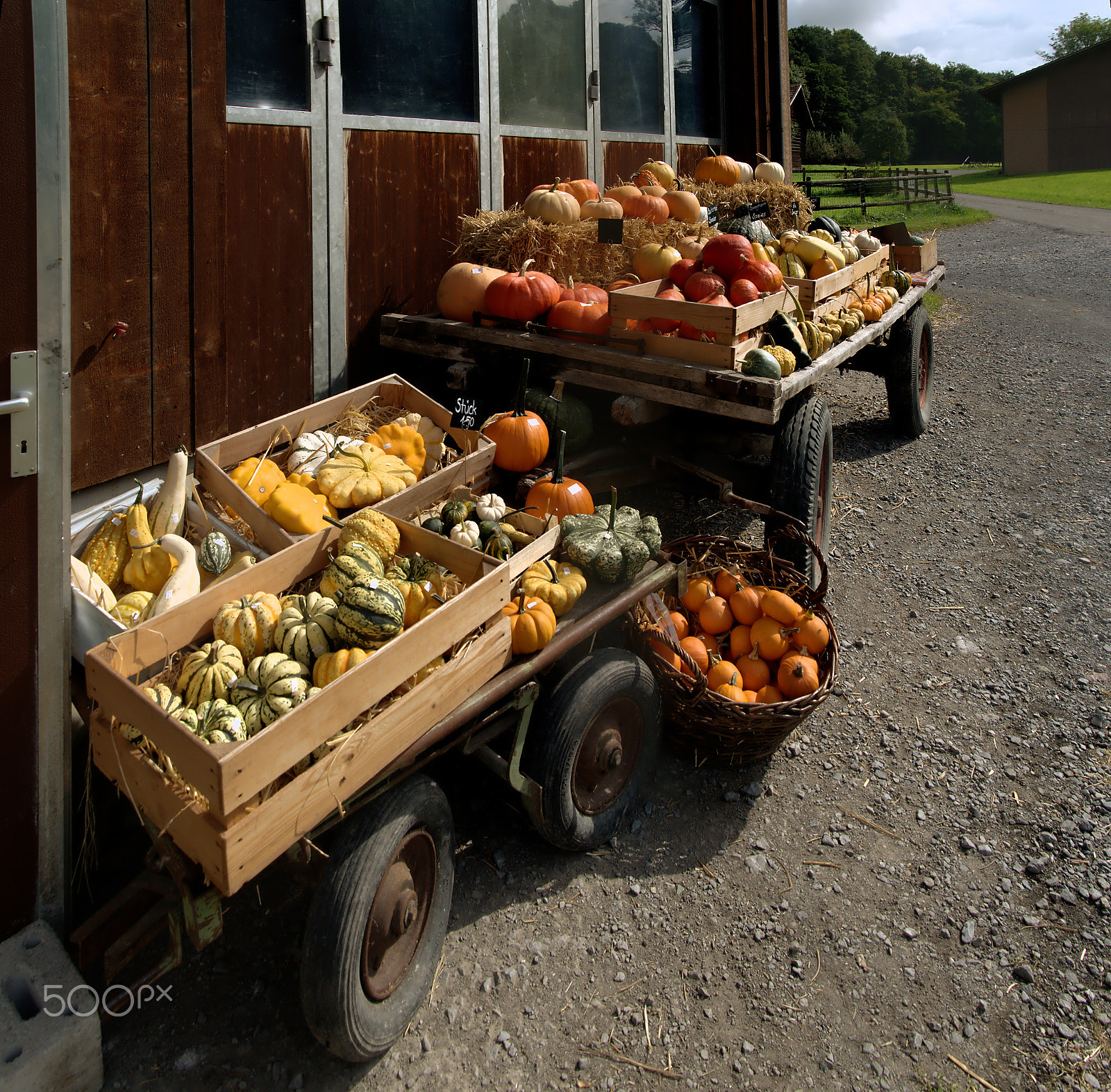 Nikon D300 sample photo. Pumpkins photography