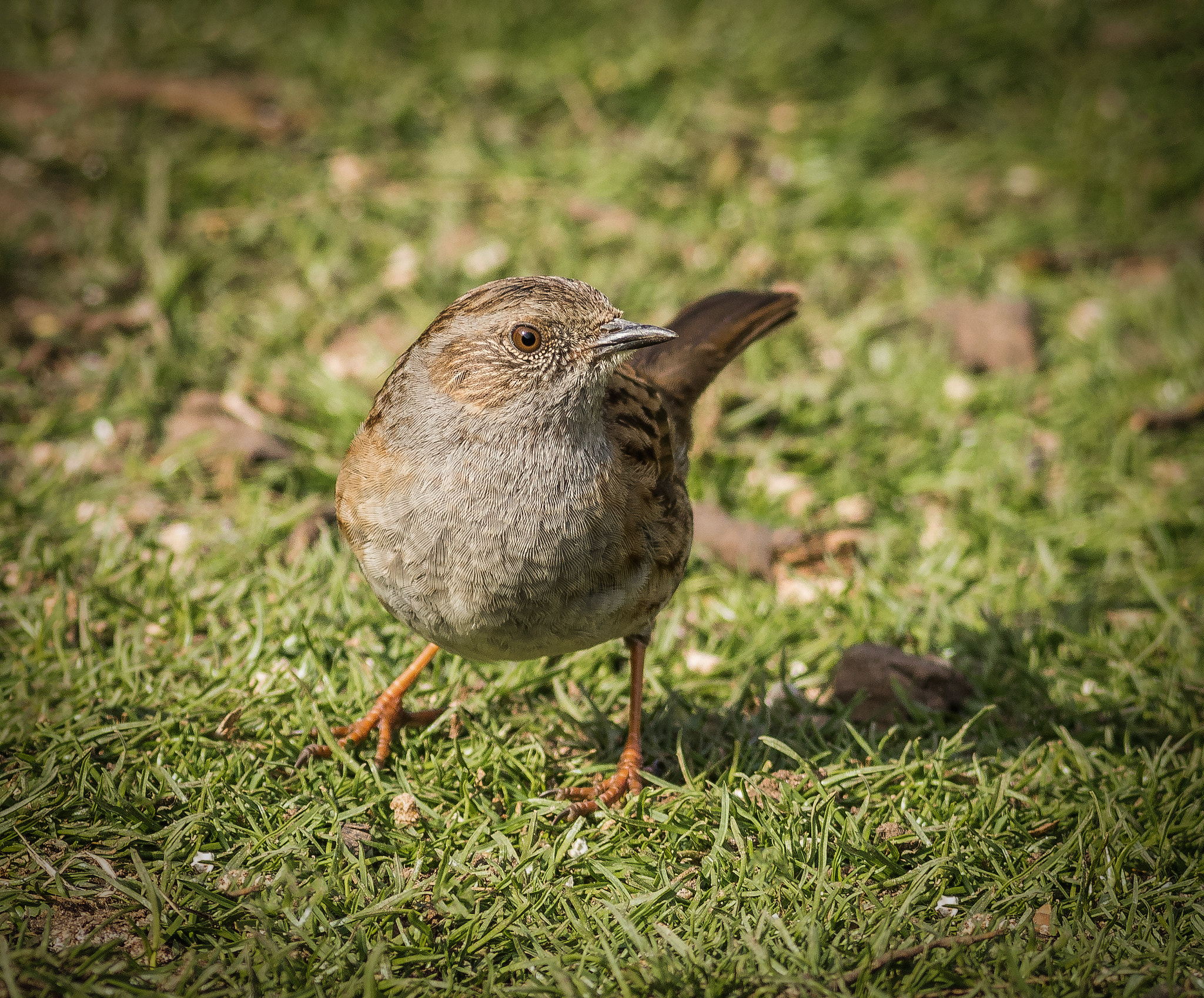 Canon EF 400mm F5.6L USM sample photo. Dunnock 1 photography