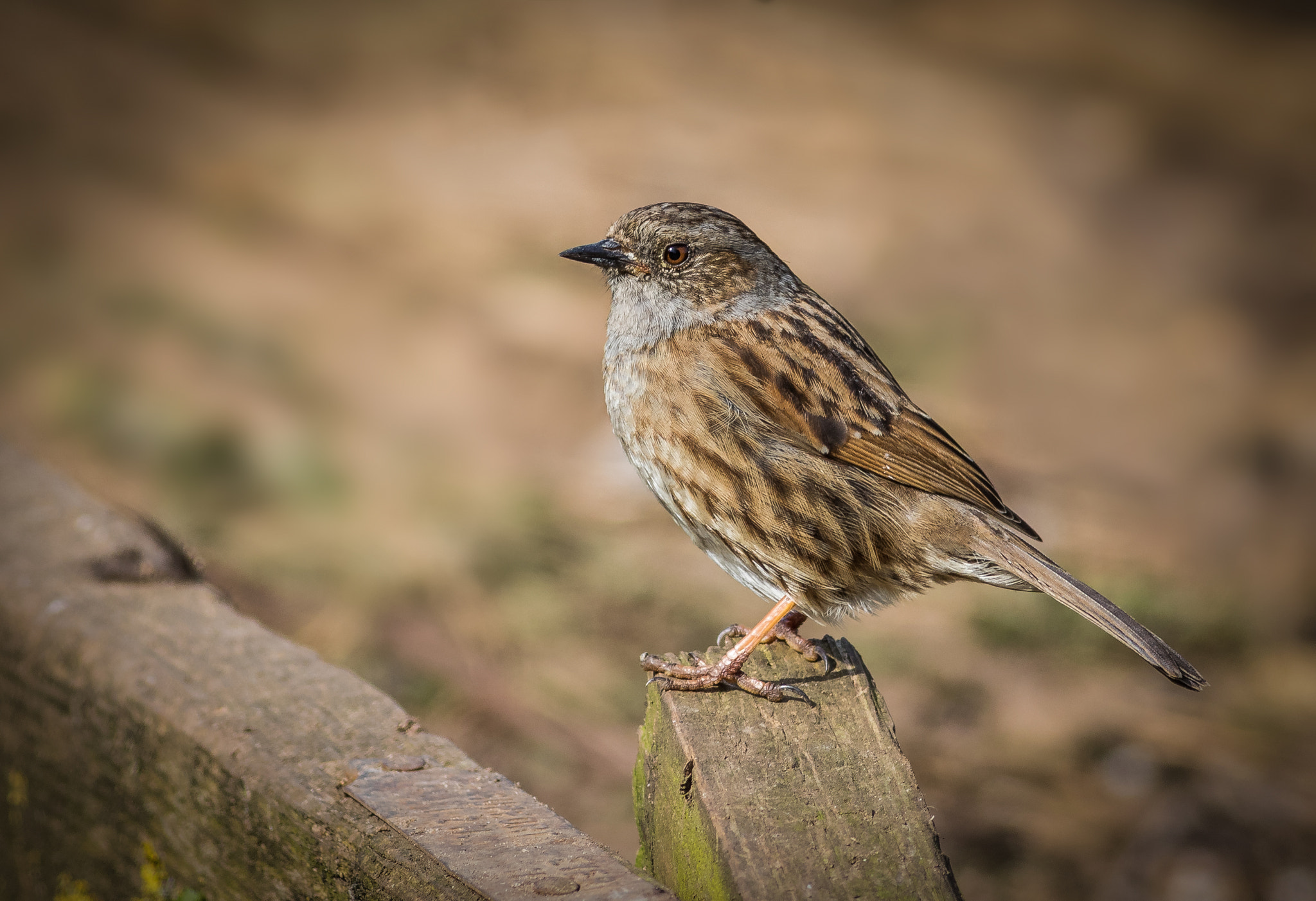 Canon EF 400mm F5.6L USM sample photo. Dunnock 2 photography