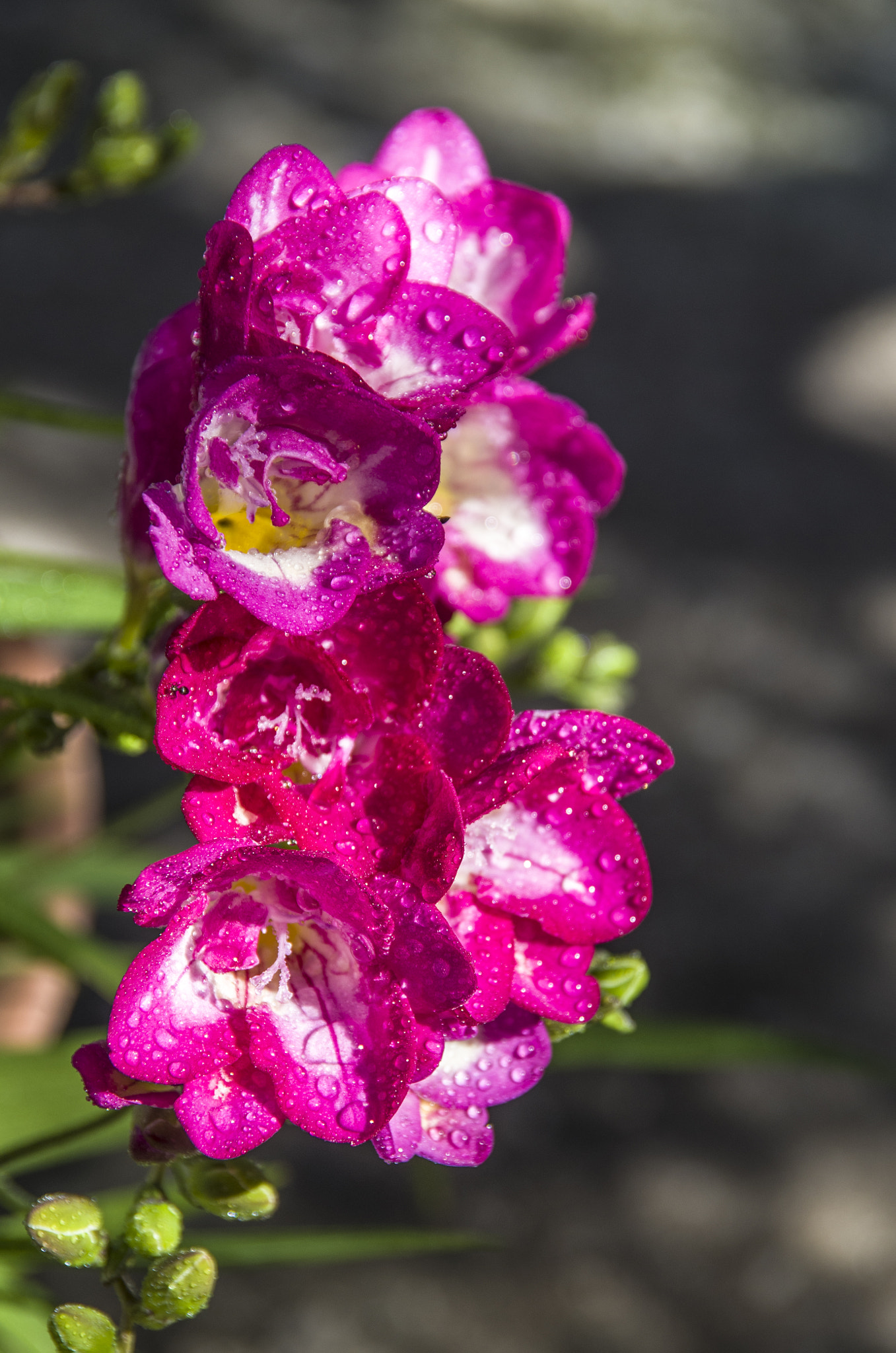 Pentax K-30 sample photo. Pink flowers photography