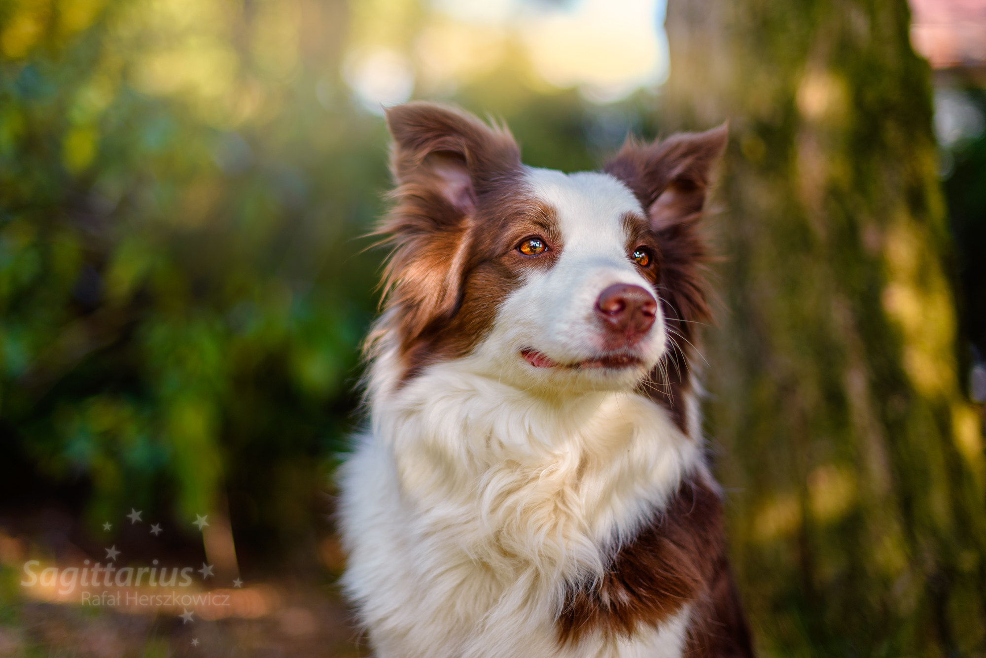 Nikon D610 sample photo. Proud collie (85/365) photography